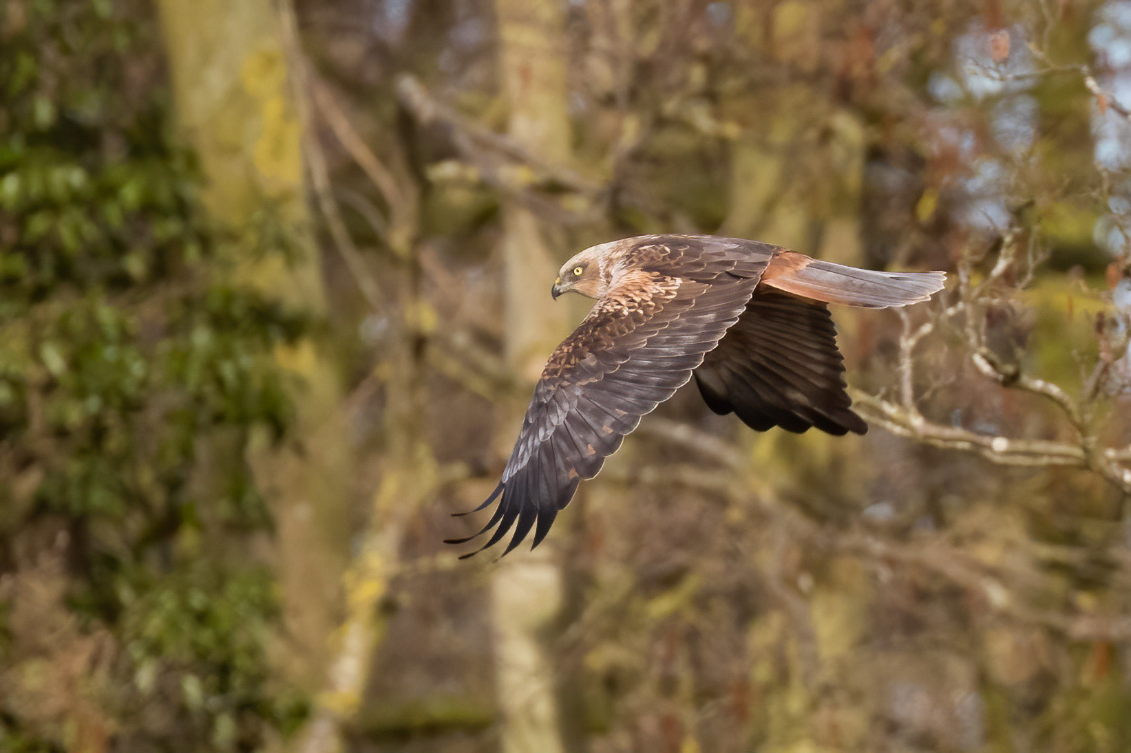 Marsh Harrier