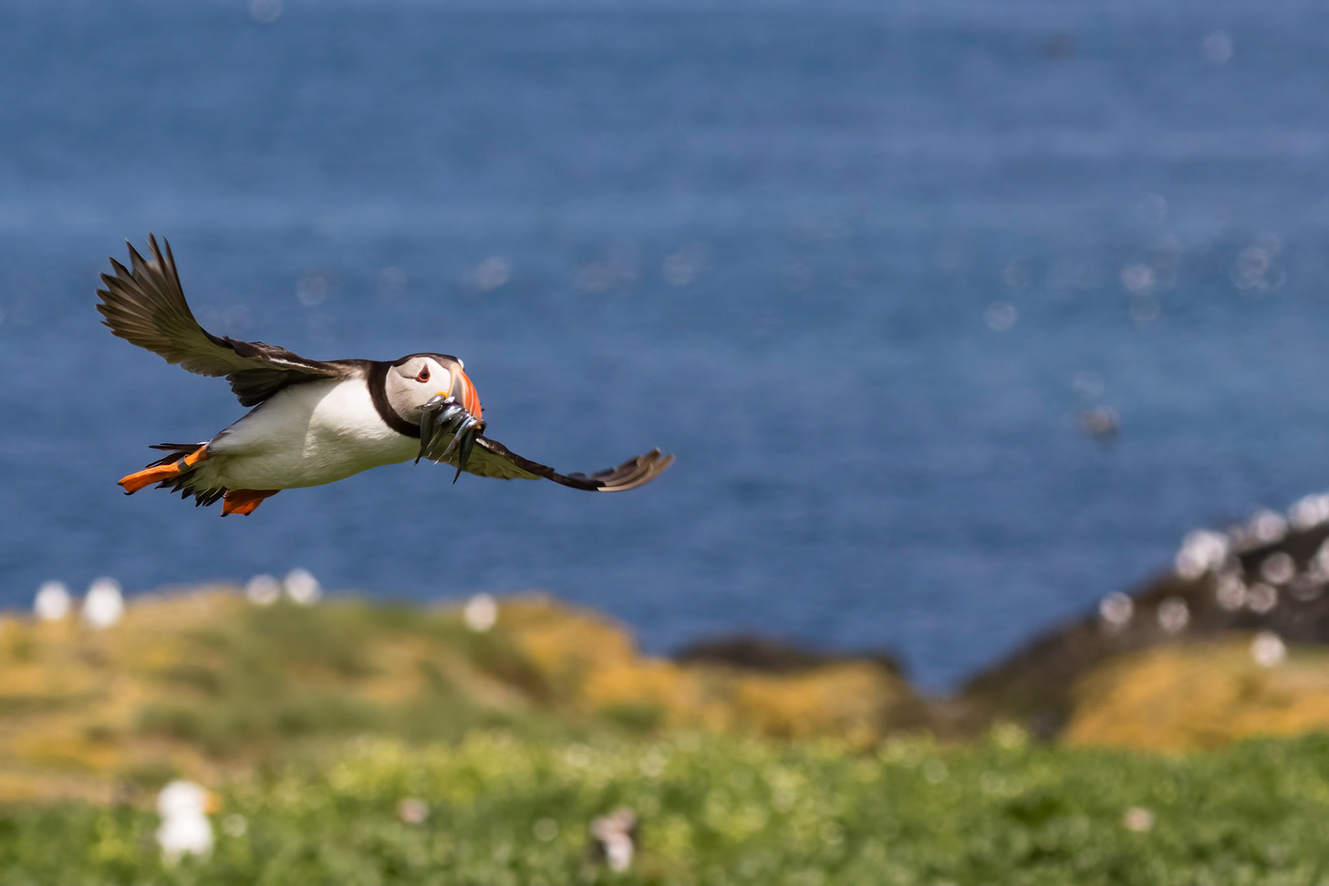 Puffin