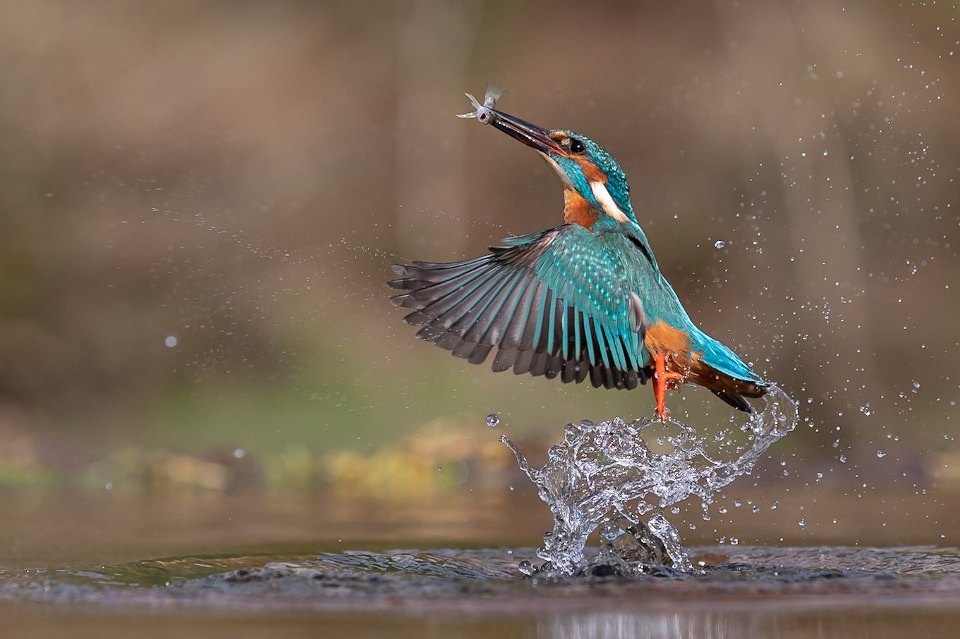 Kingfisher