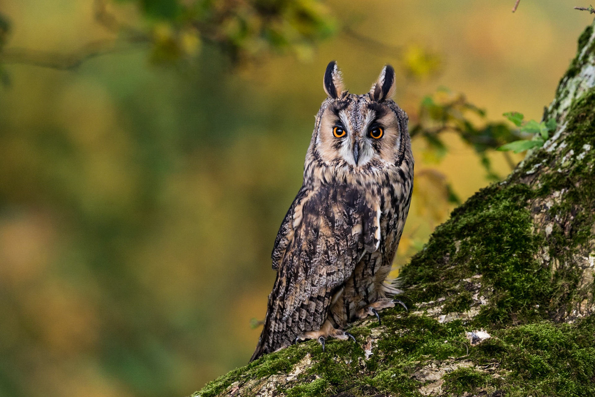 Long Reared Eagle Owl