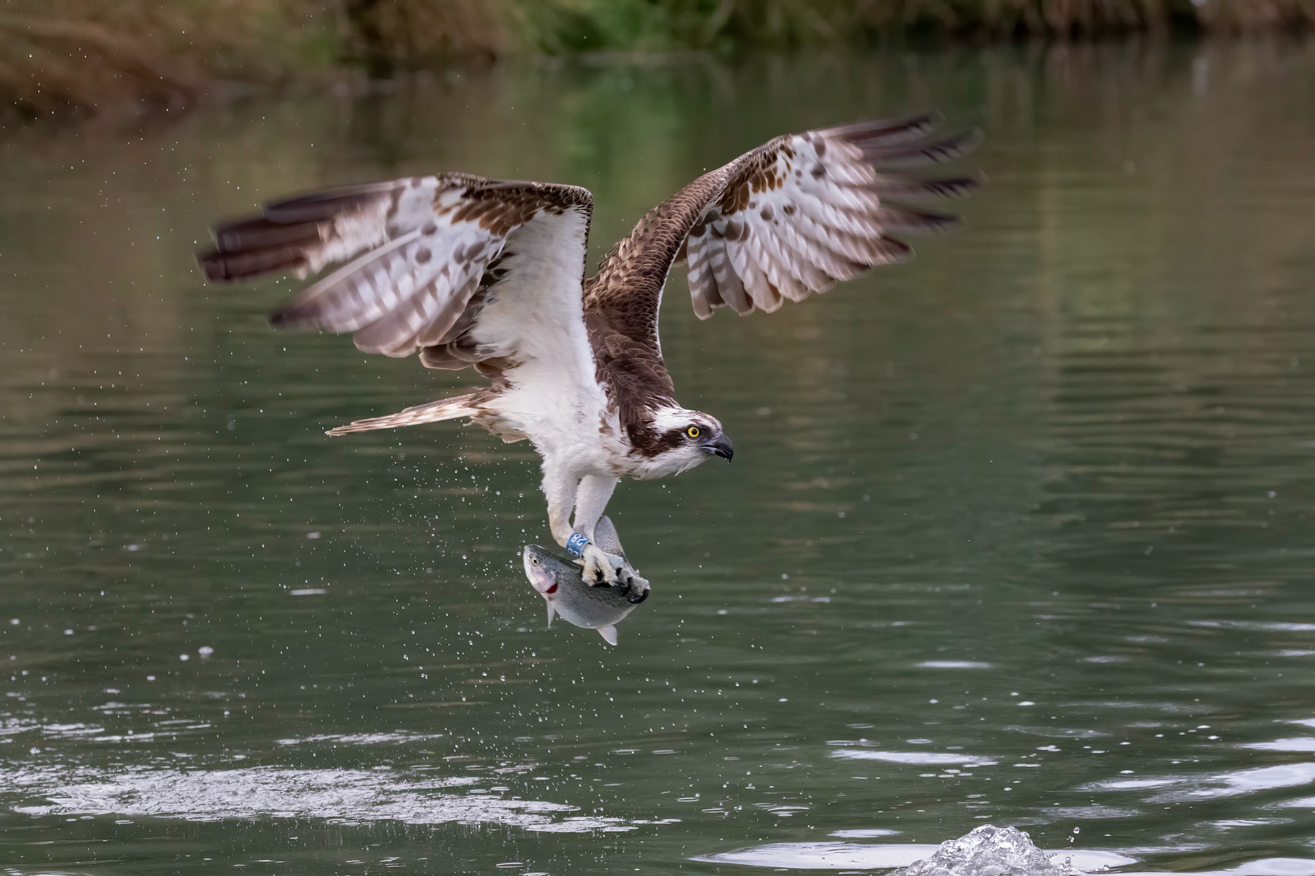Osprey
