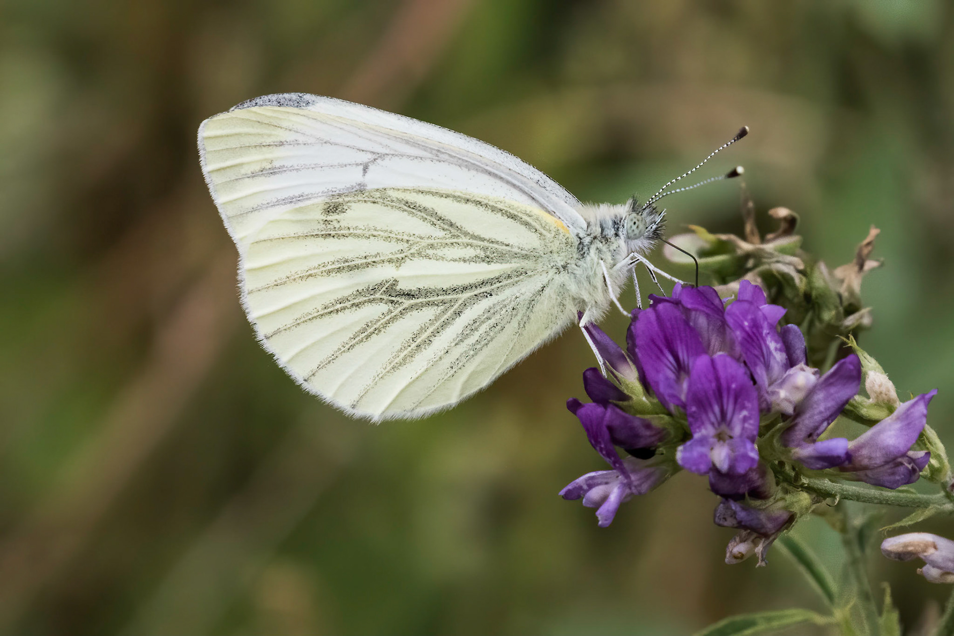 Green Veined White Butterfly