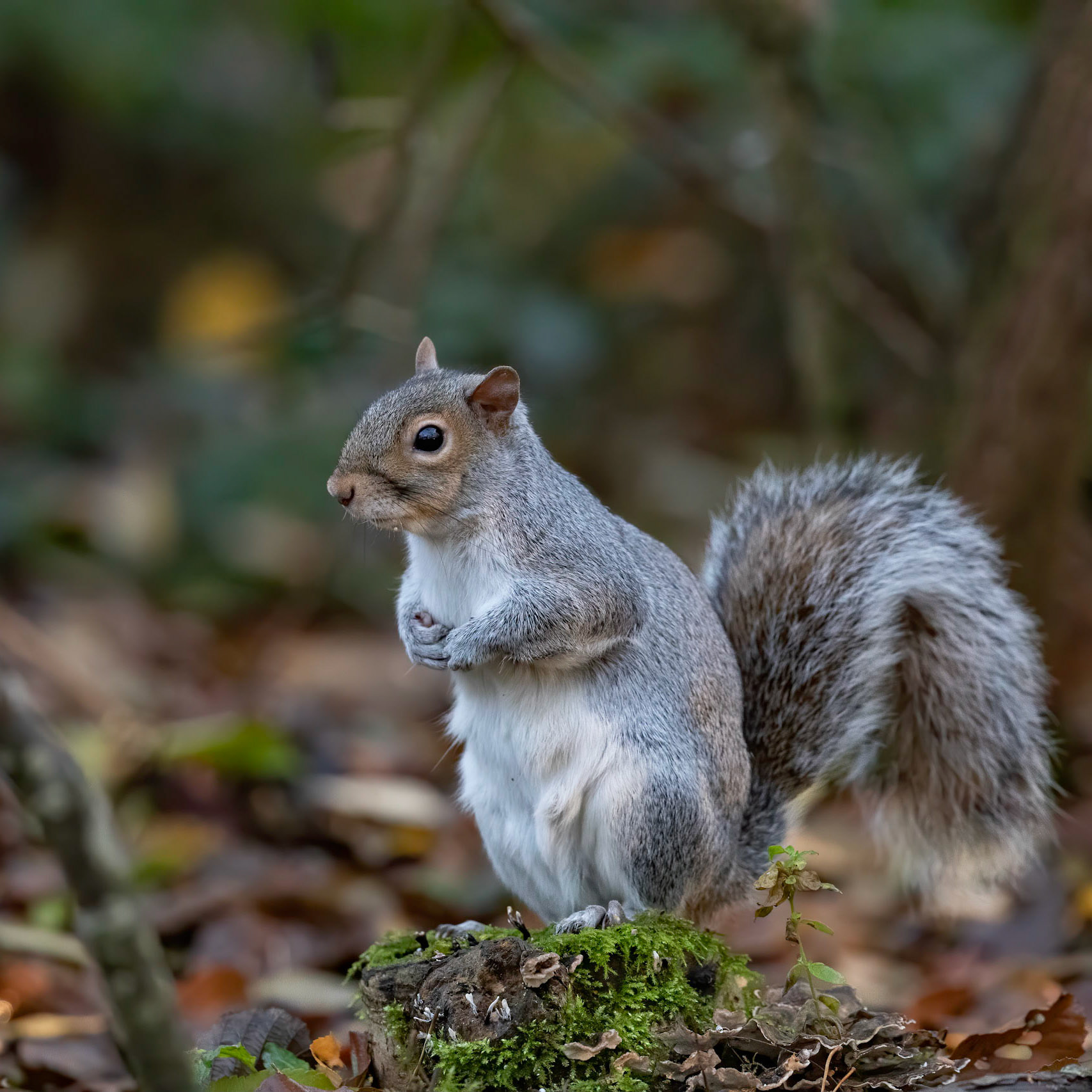 Grey Squirrel