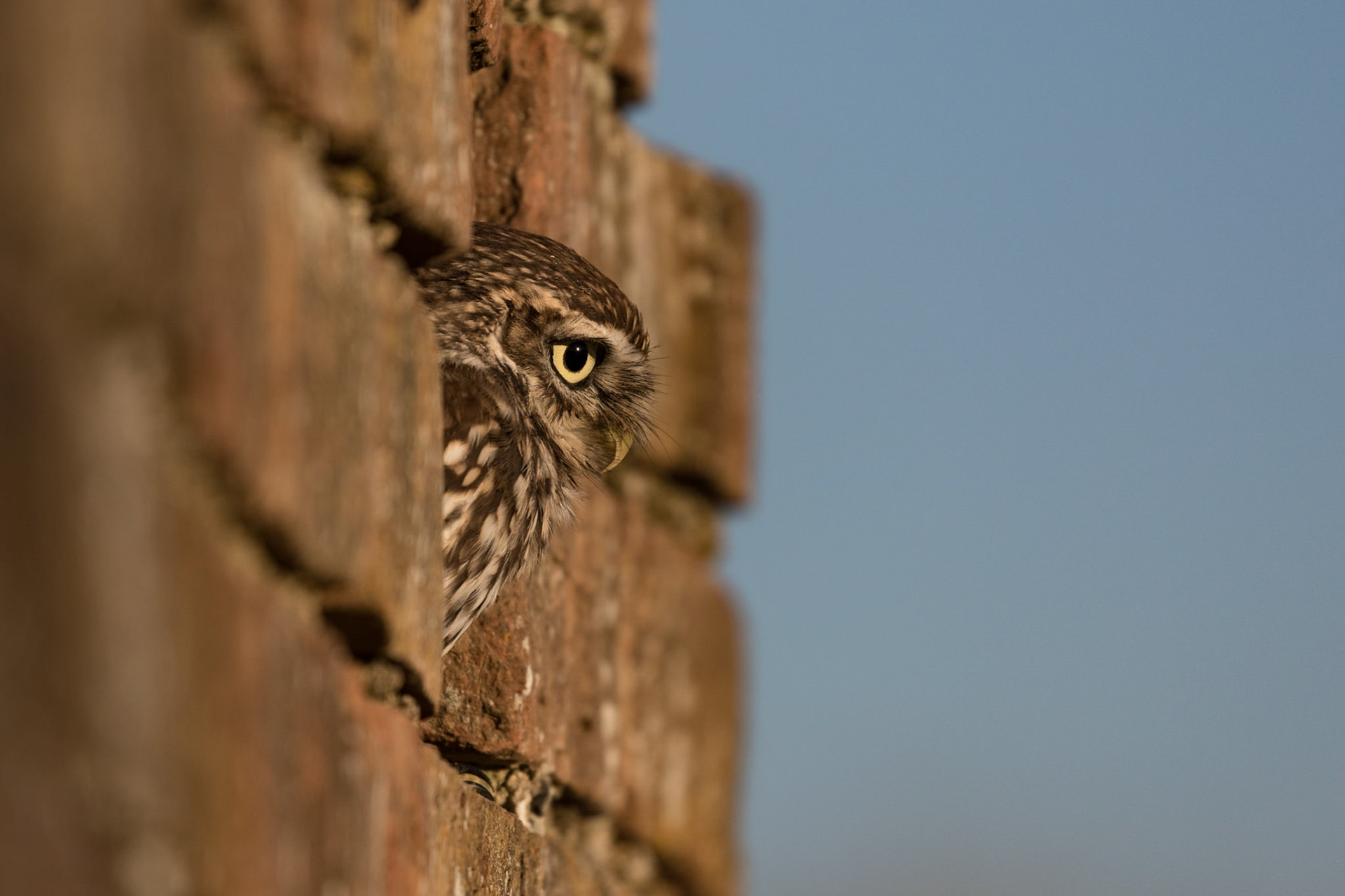 Little Owl
