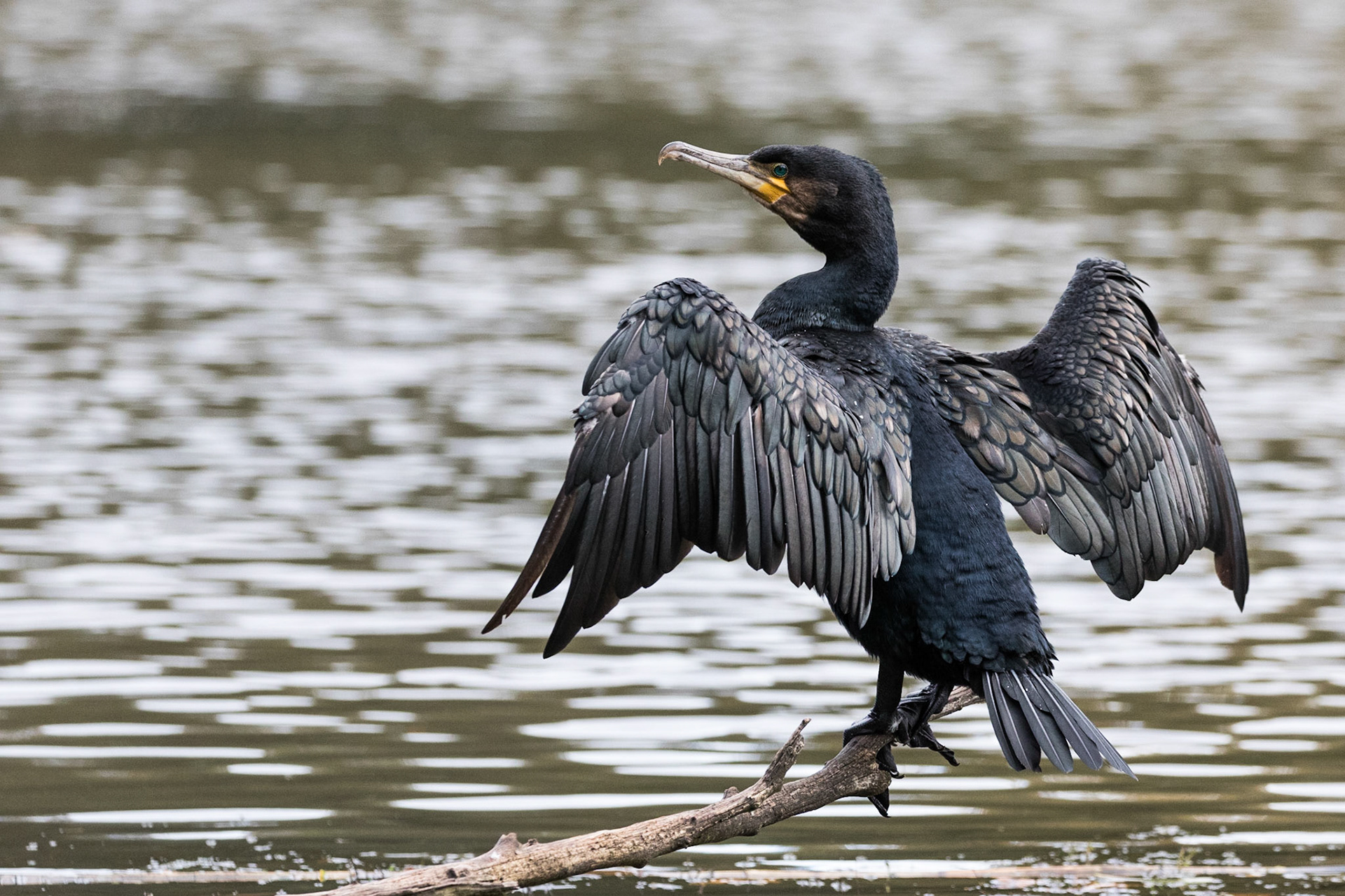 Cormorant