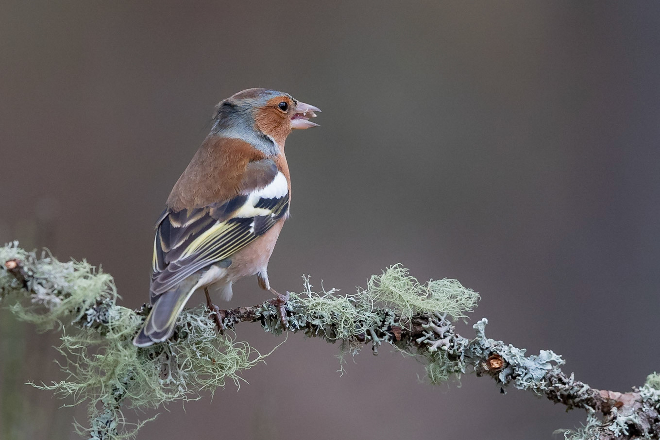 Chaffinch