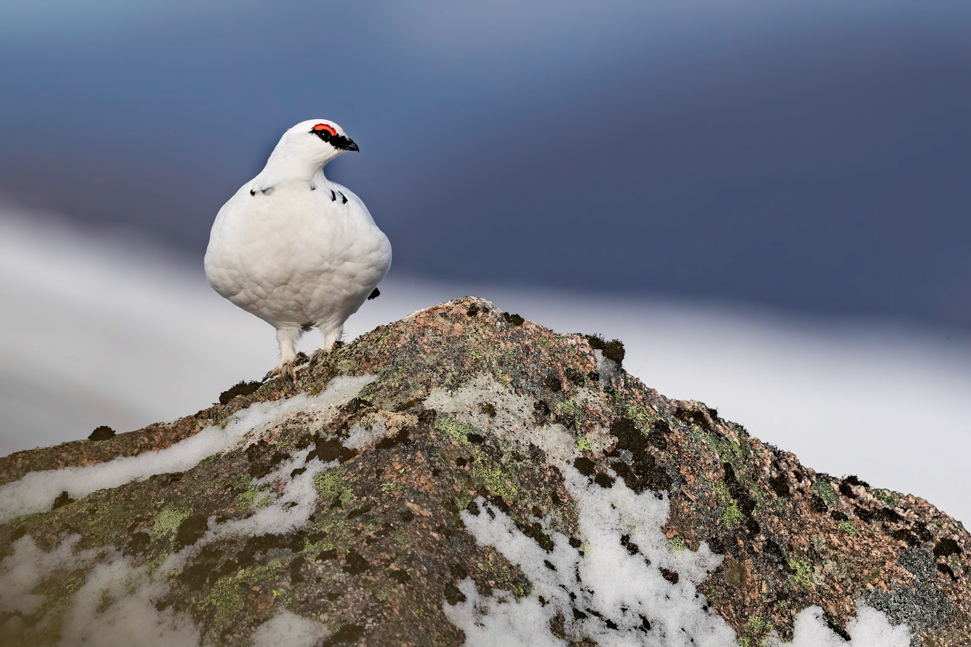 Ptarmigan