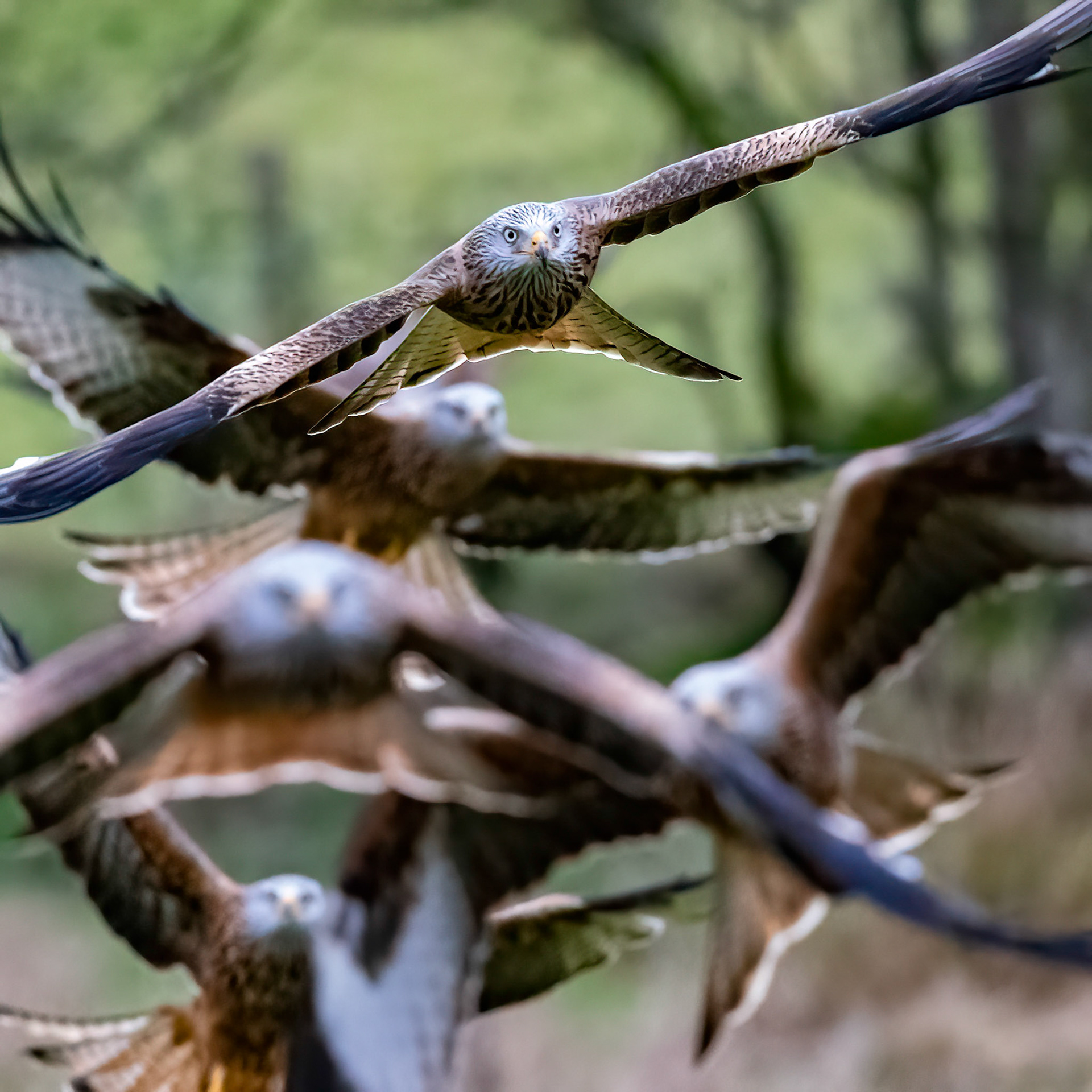 Red Kite