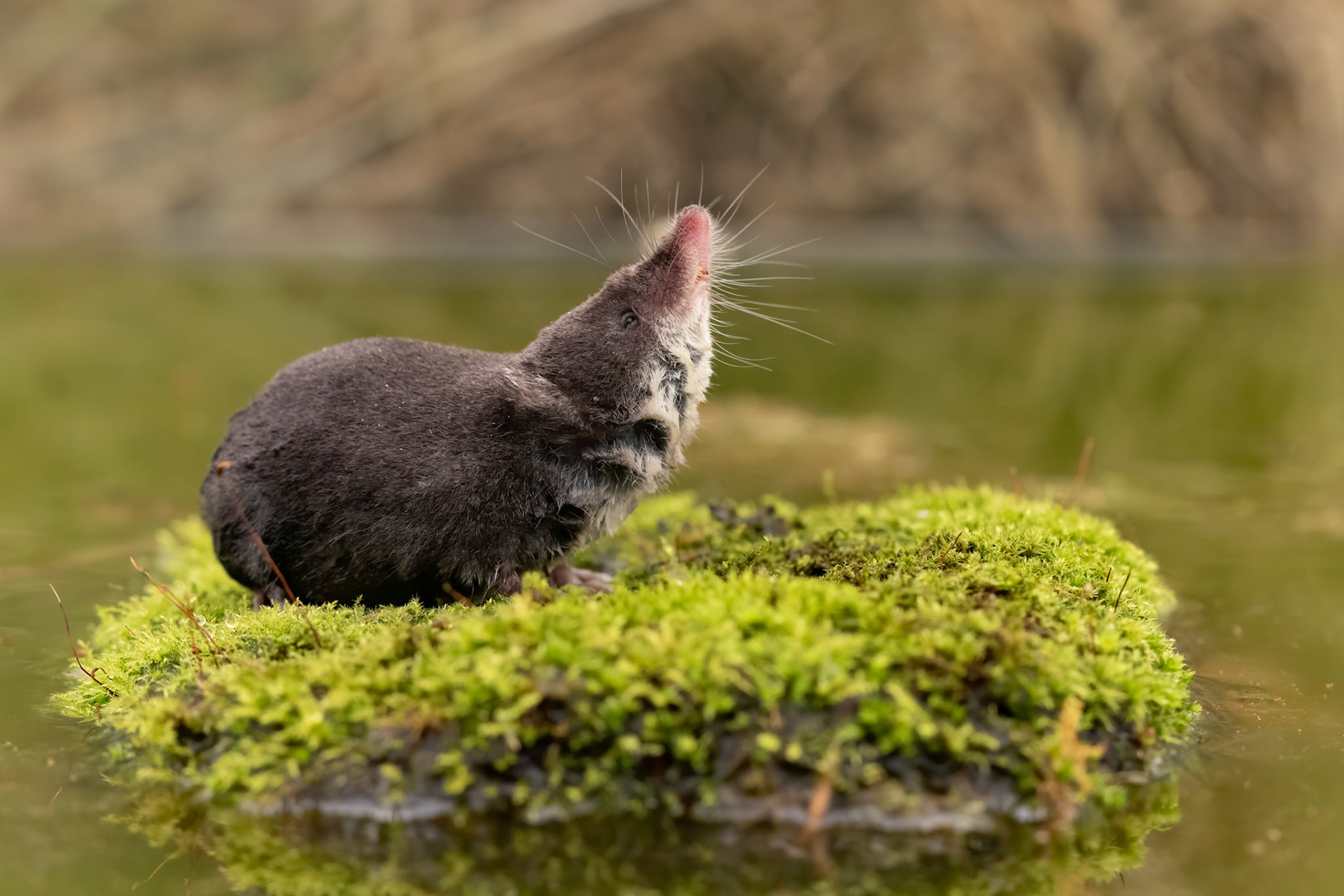 Water Shrew