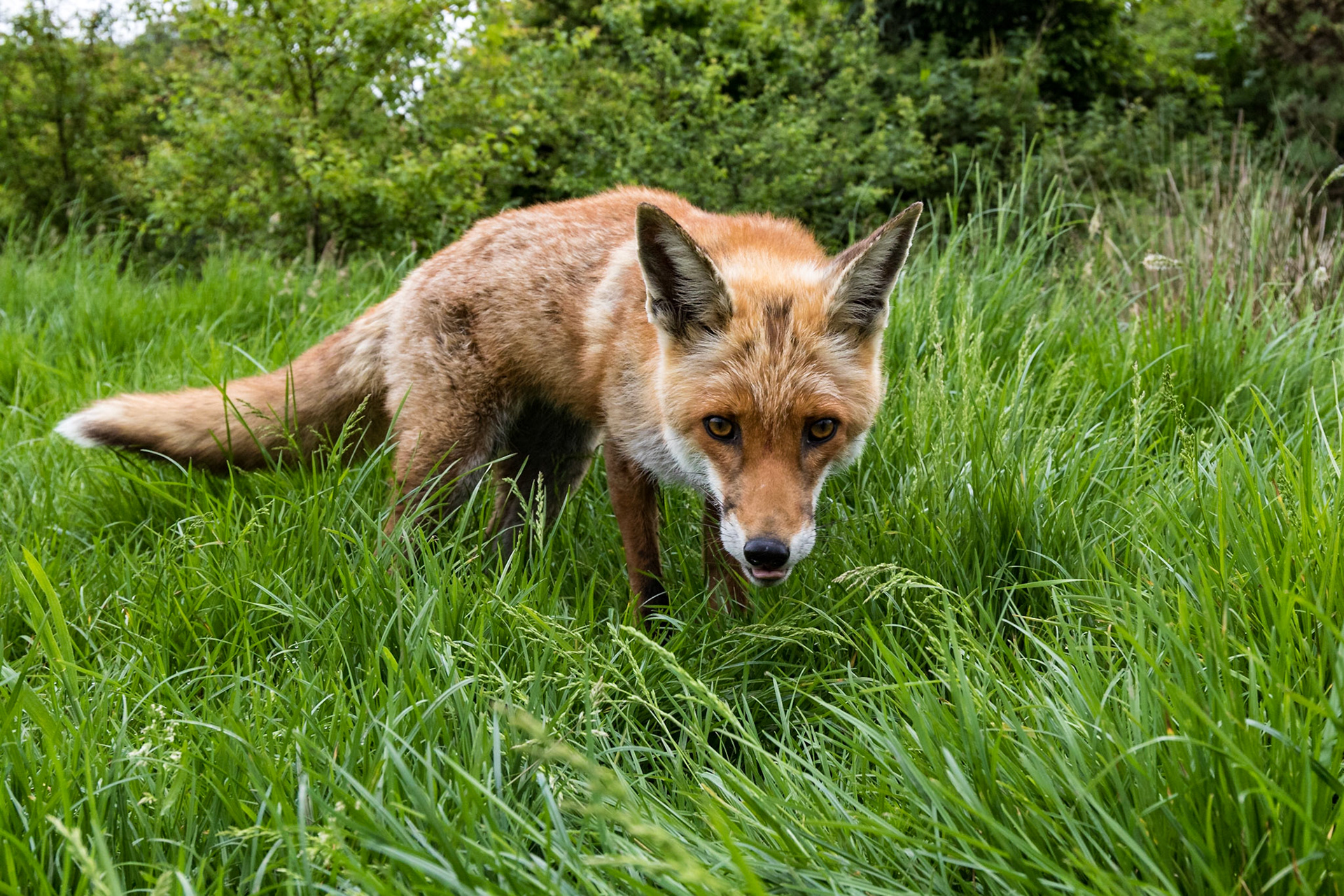 Red Fox
