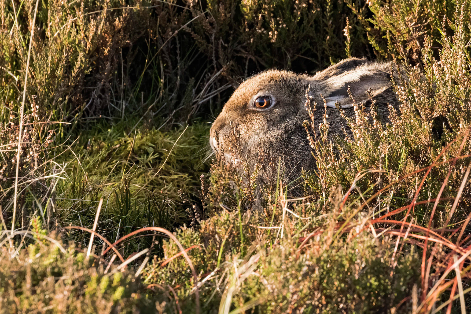Mountain Hare