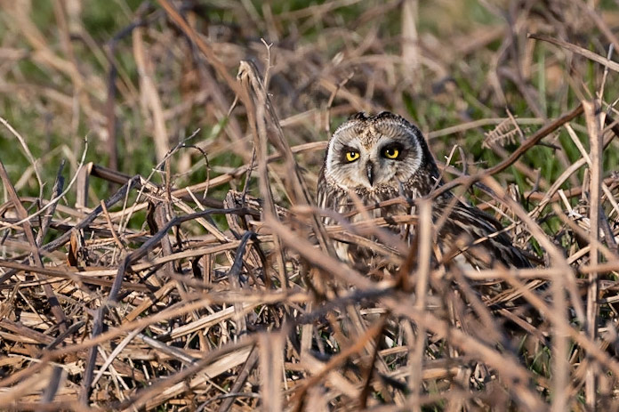 Short Eared Owl