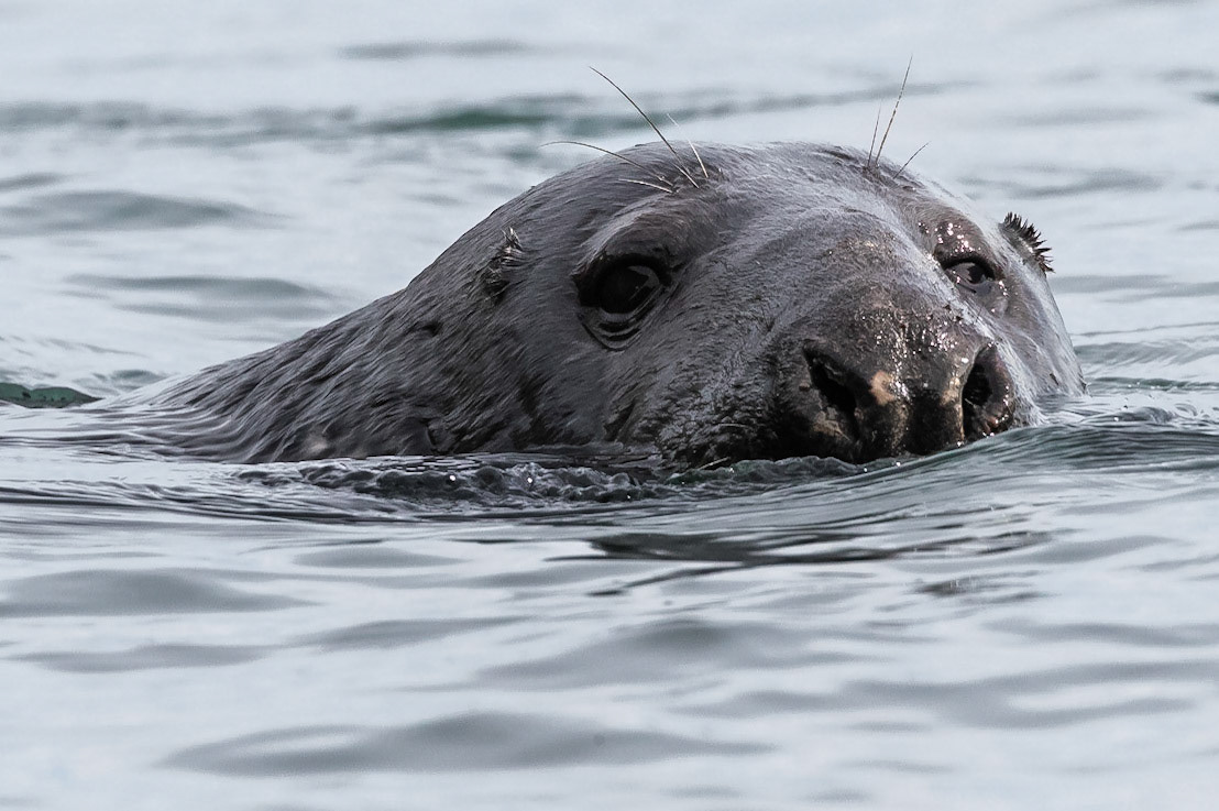 Grey Seal