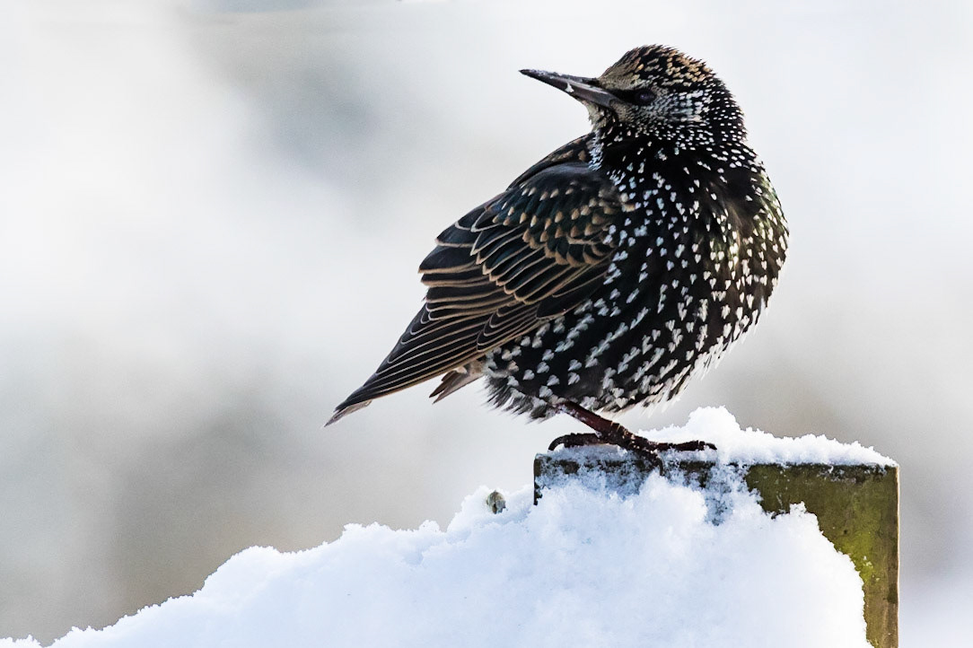 Starling
