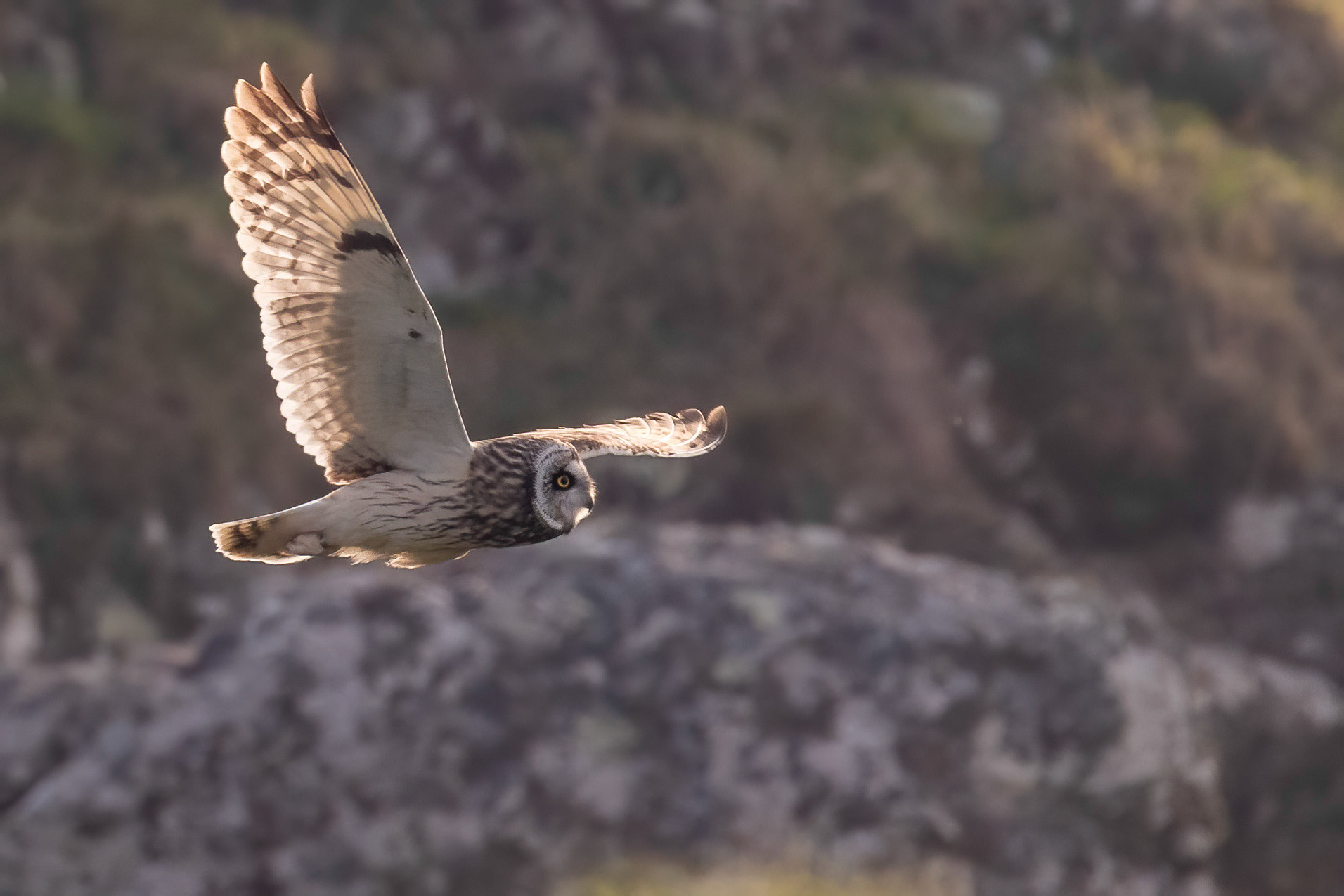 Short Eared Owl