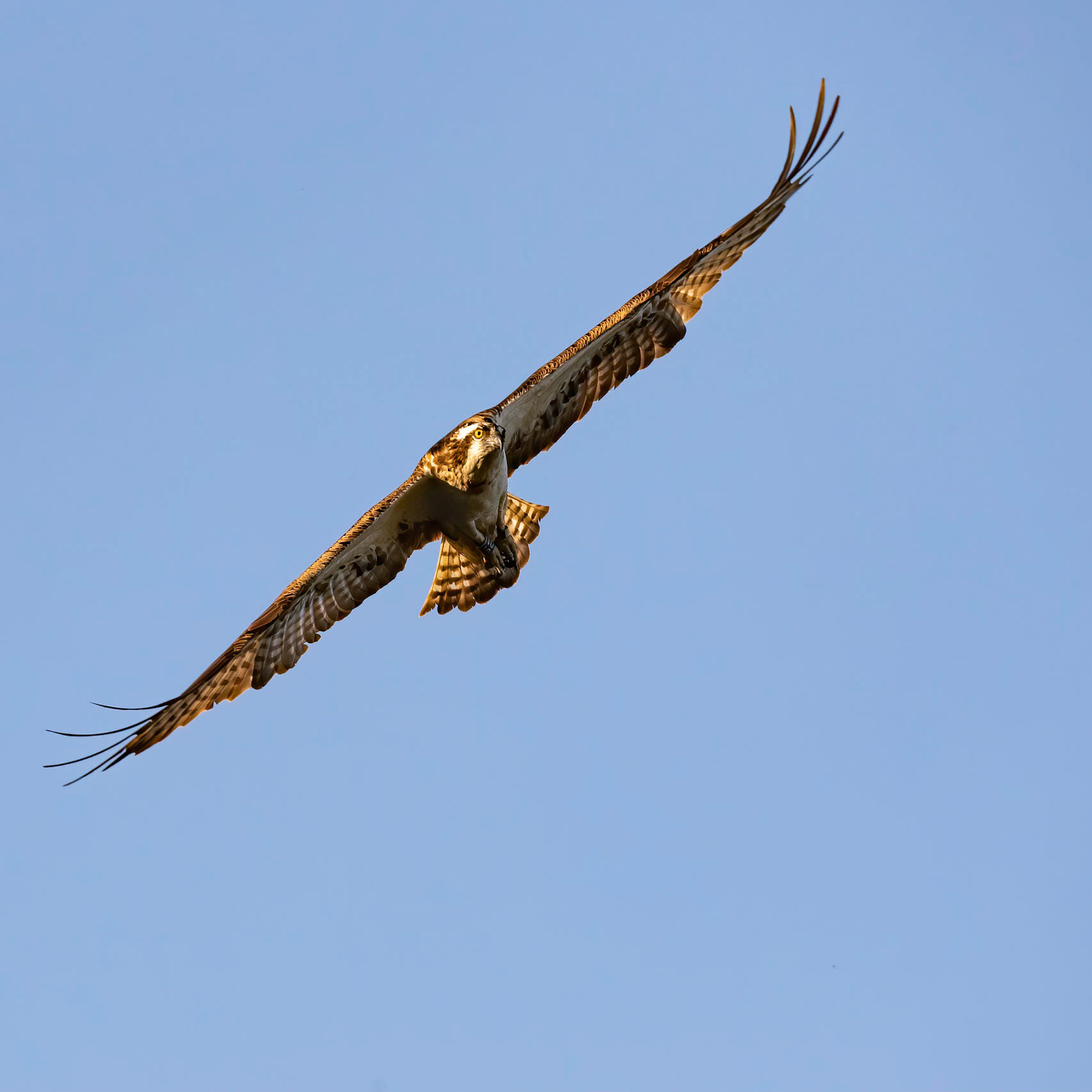 Osprey