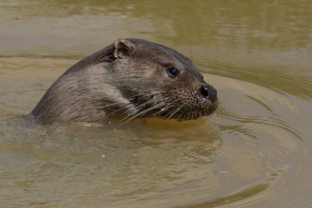 European Otter