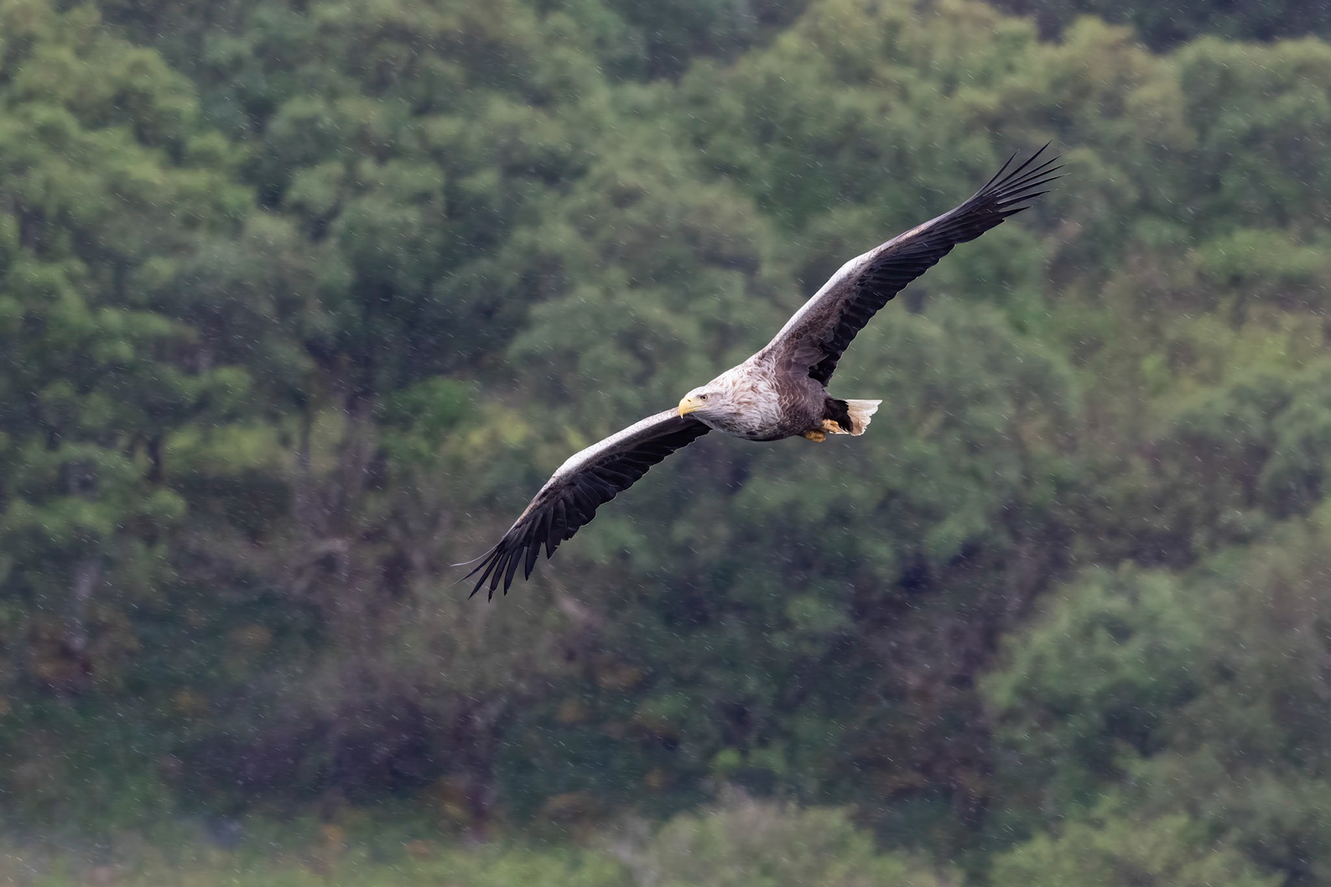 White Tailed Sea Eagle