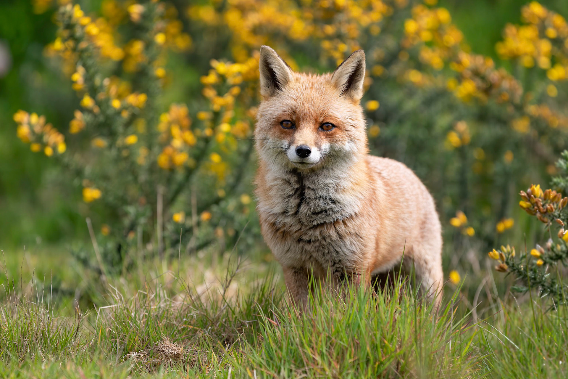 Red Fox