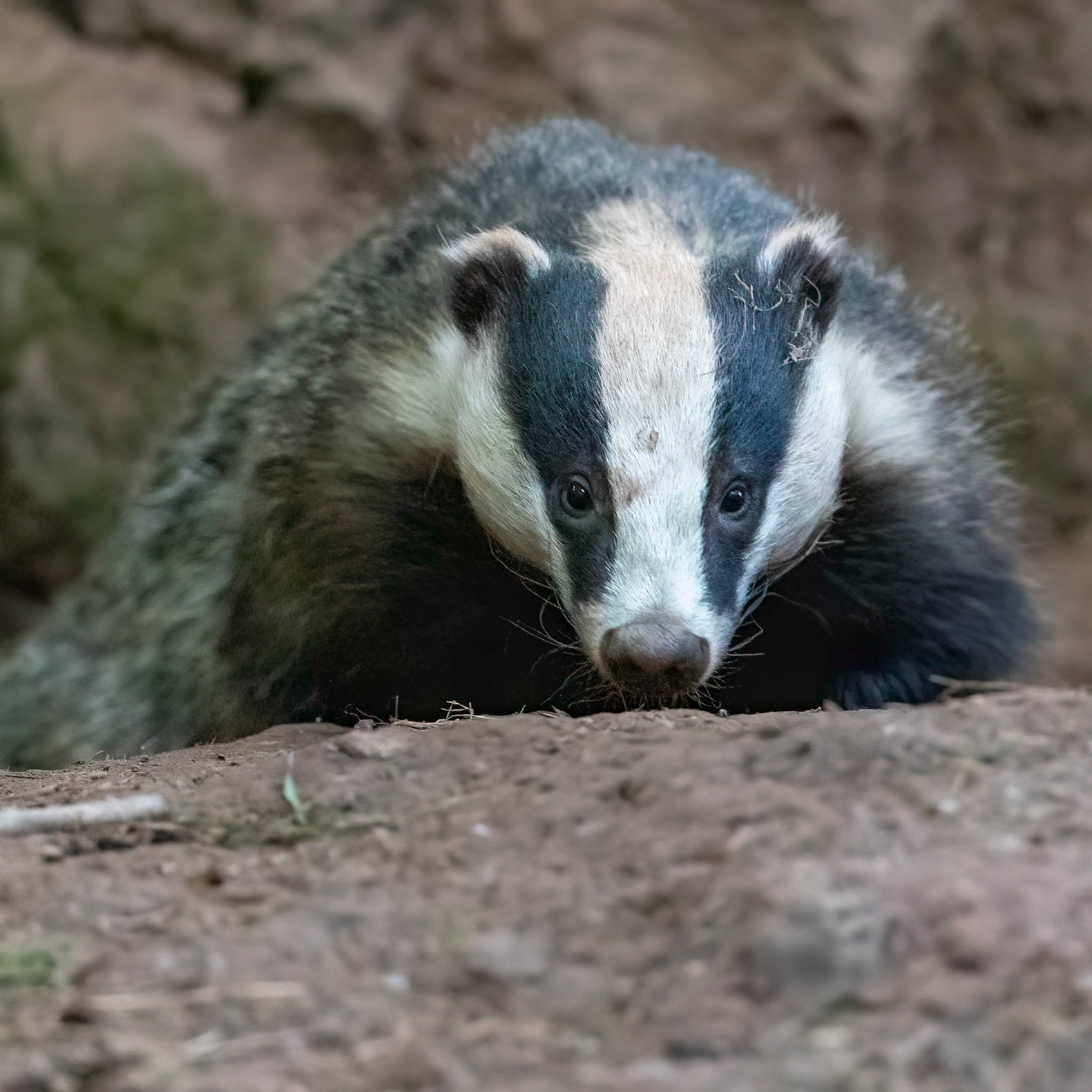 Badger