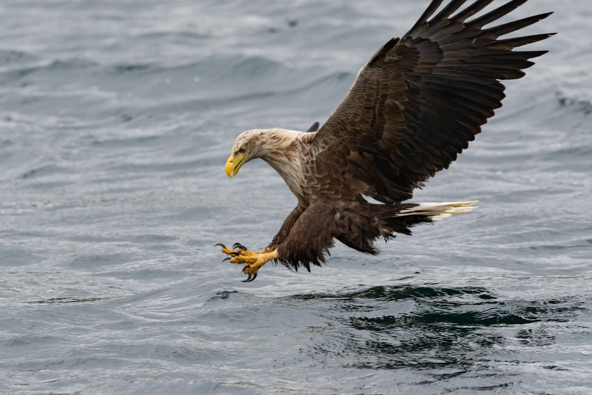 White Tailed Sea Eagle