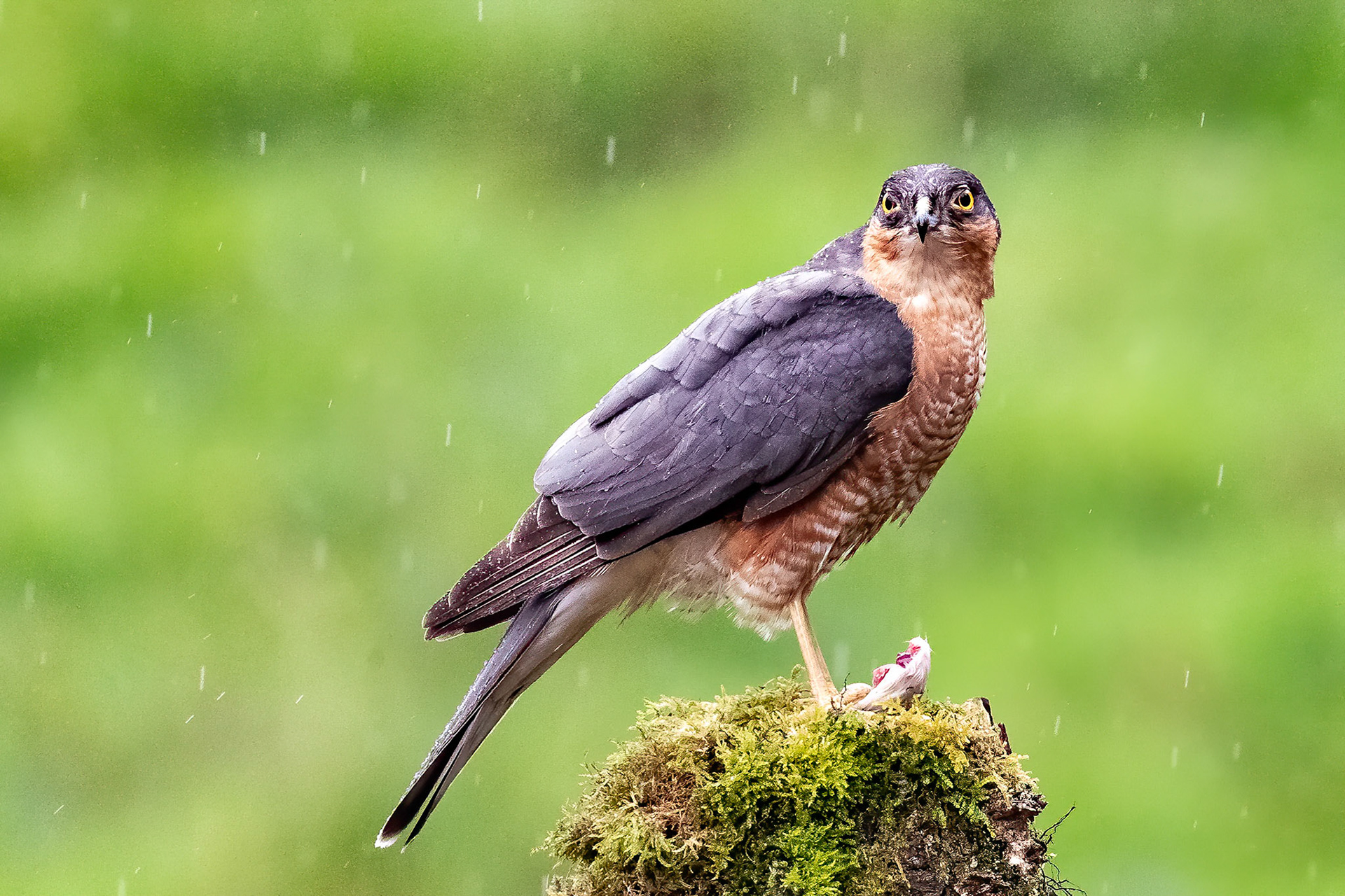 Male Sparrowhawk