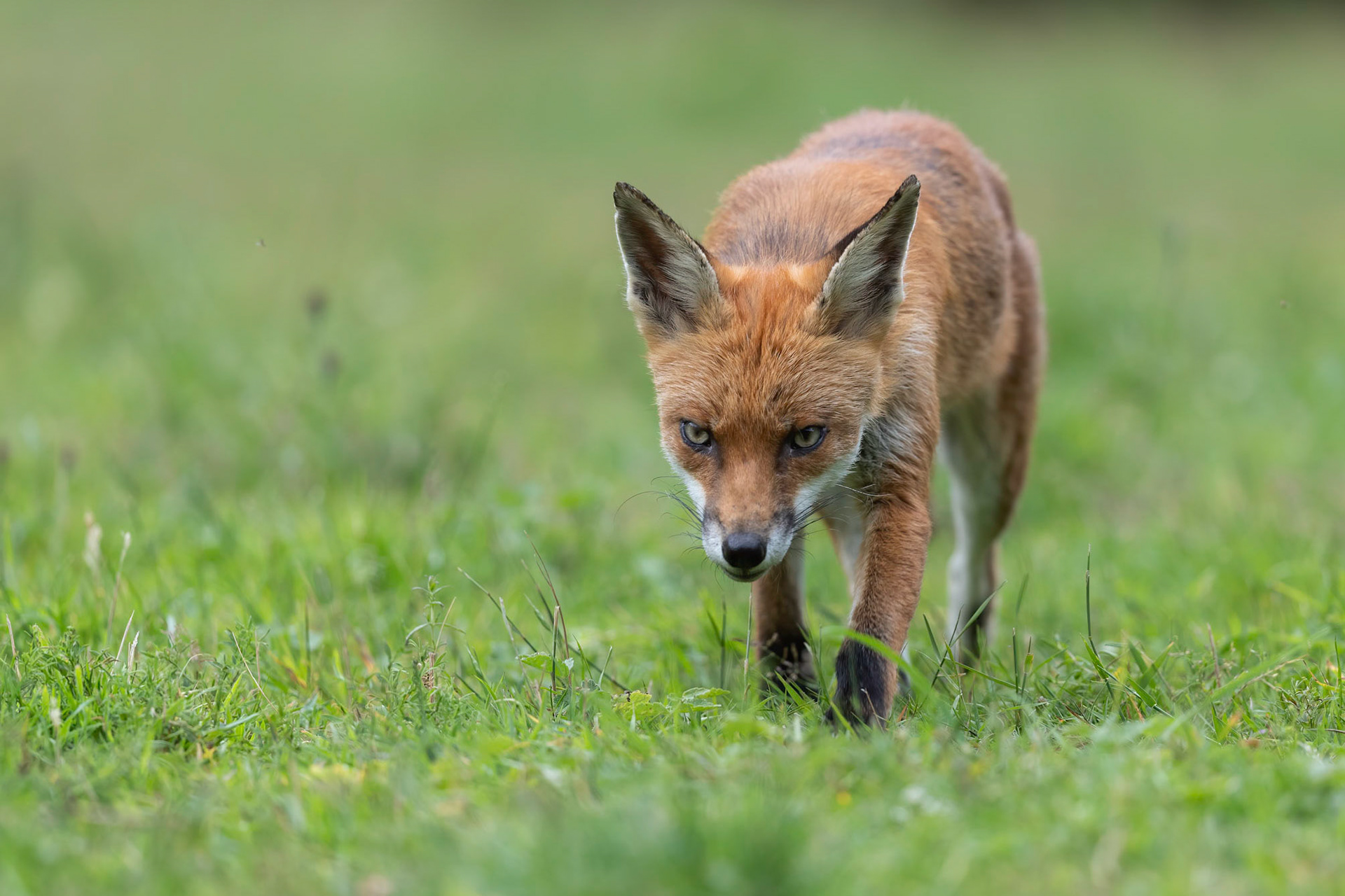 Red Fox