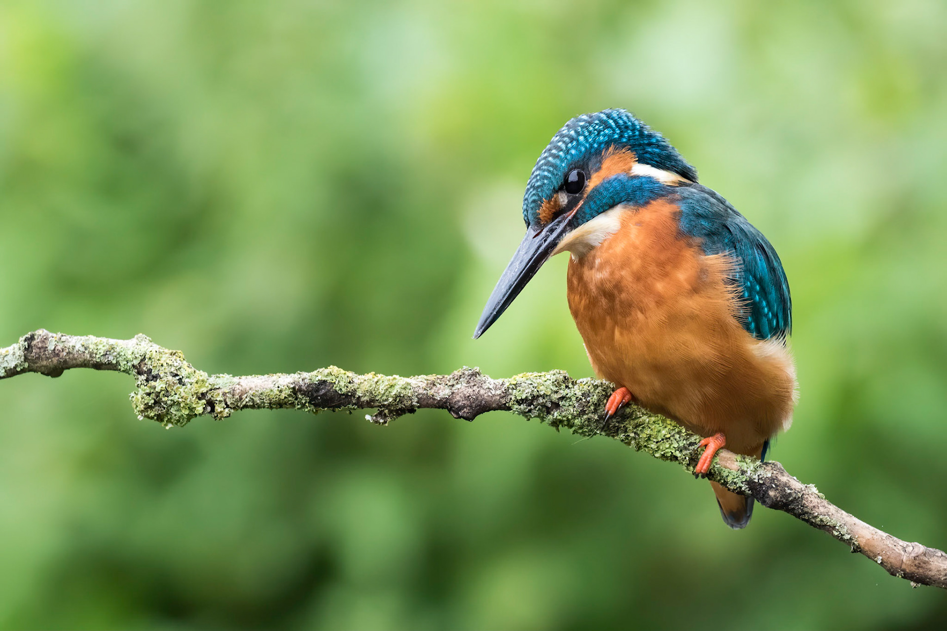 Kingfisher