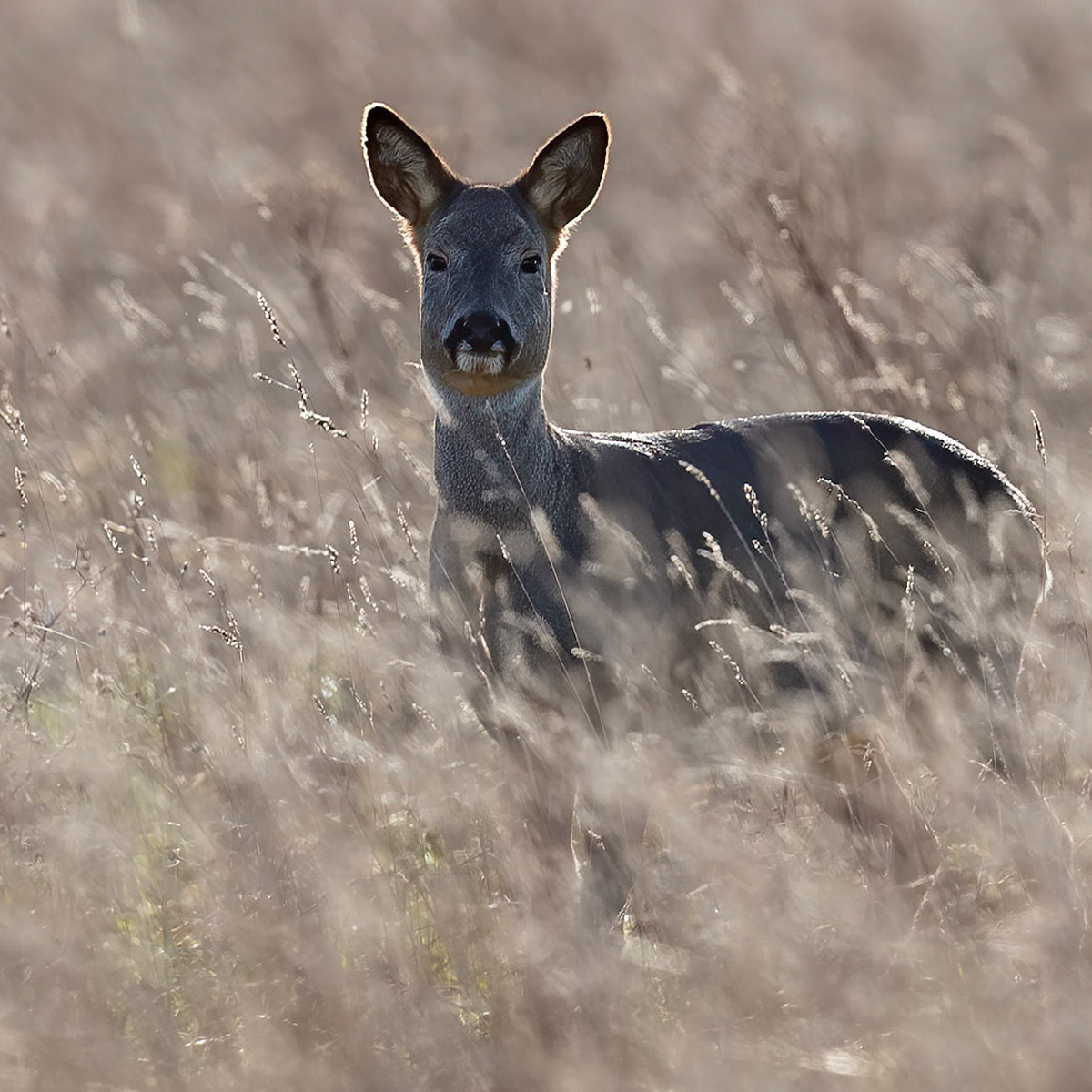 Roe Deer