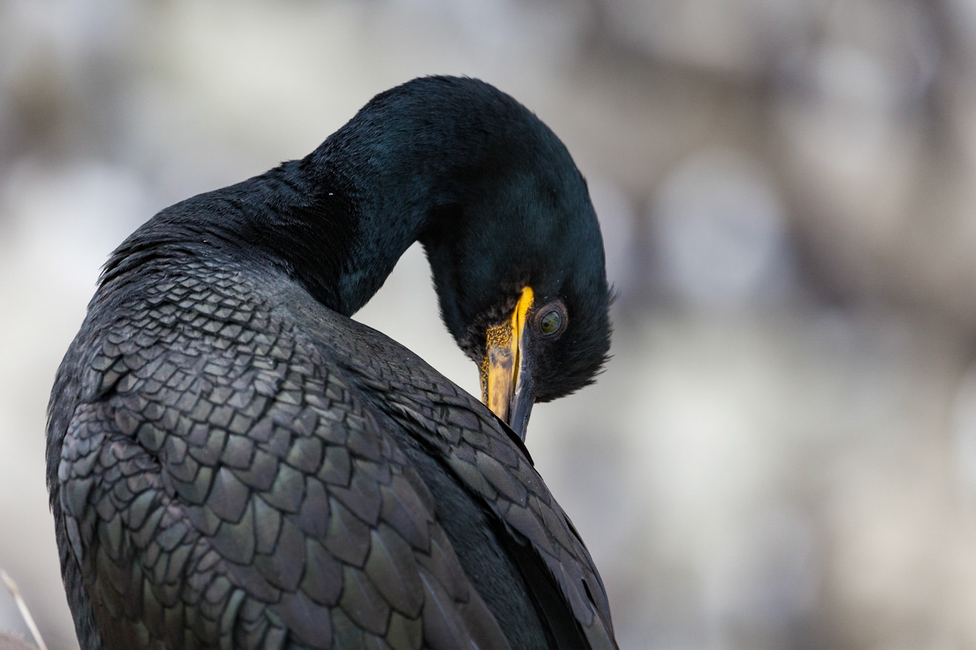 Shag
