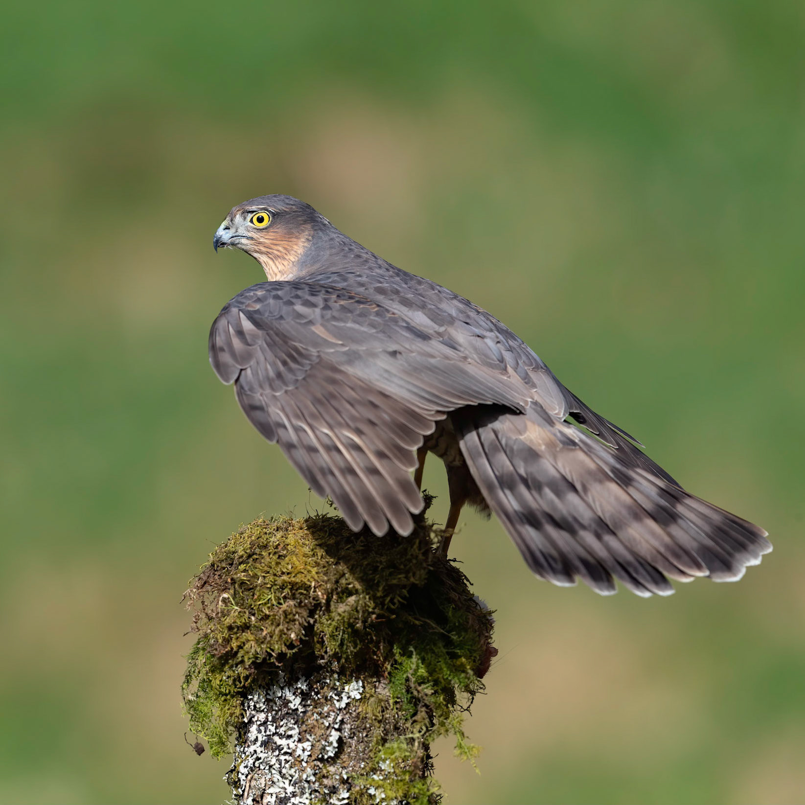 Femal Sparrowhawk