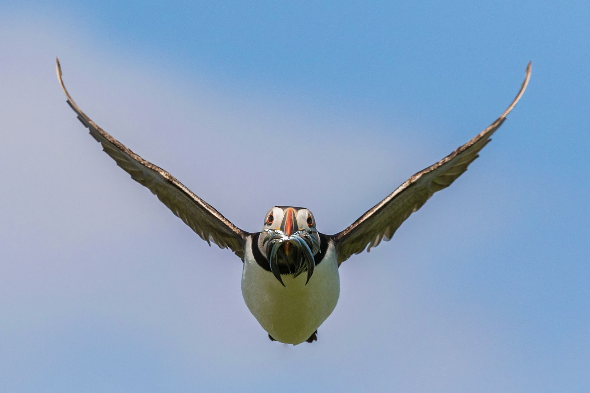 Puffin
