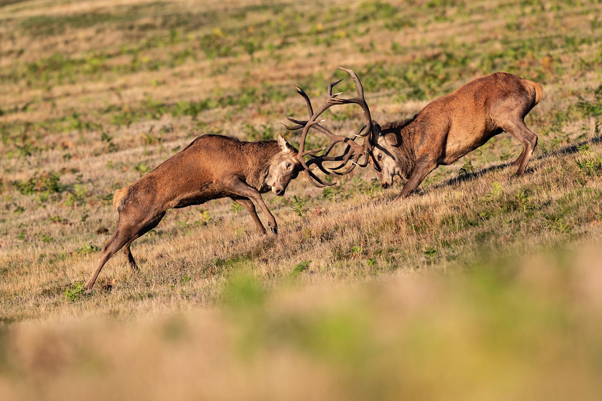 Red Deer Rut