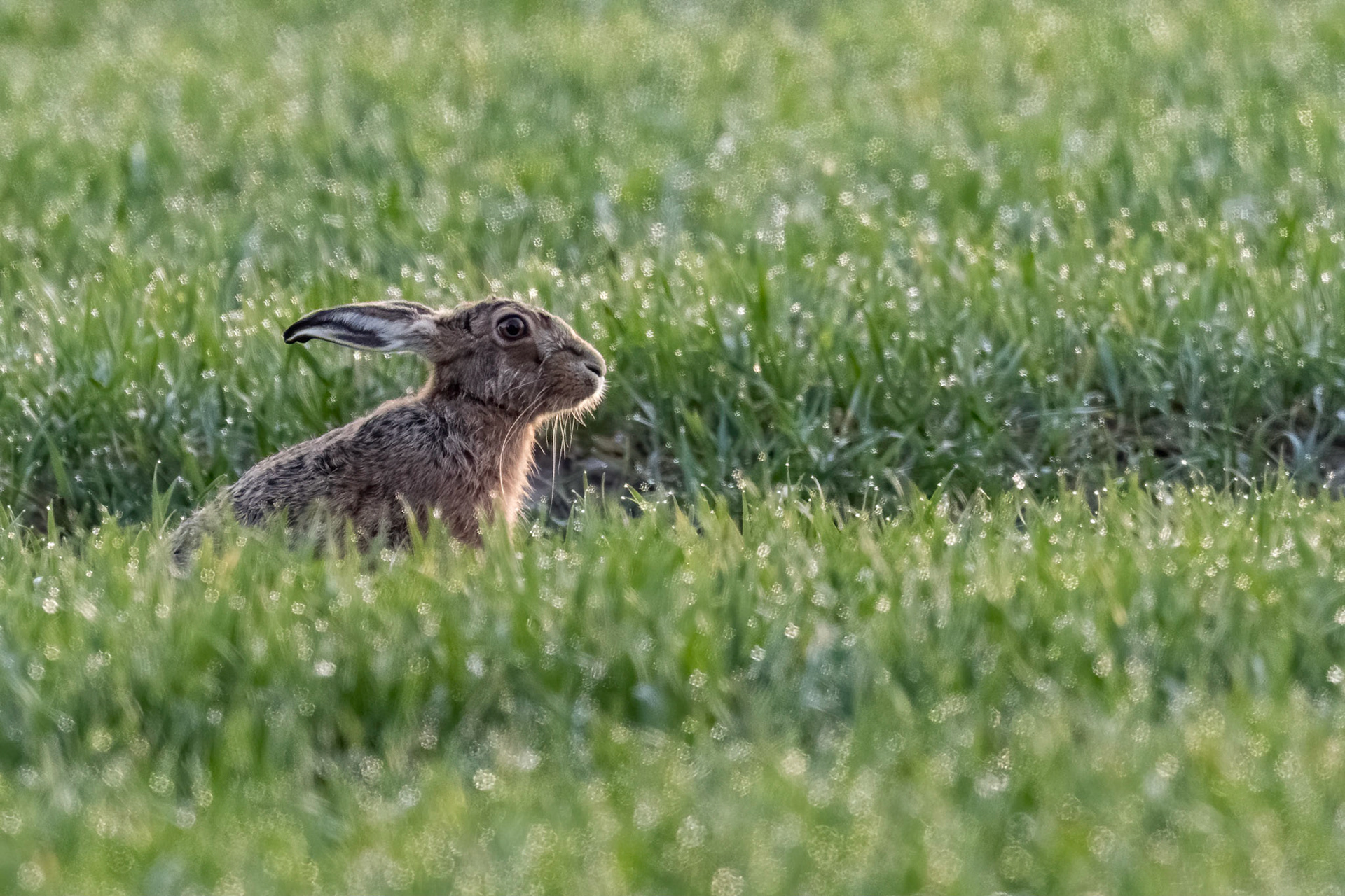 Brown Hare