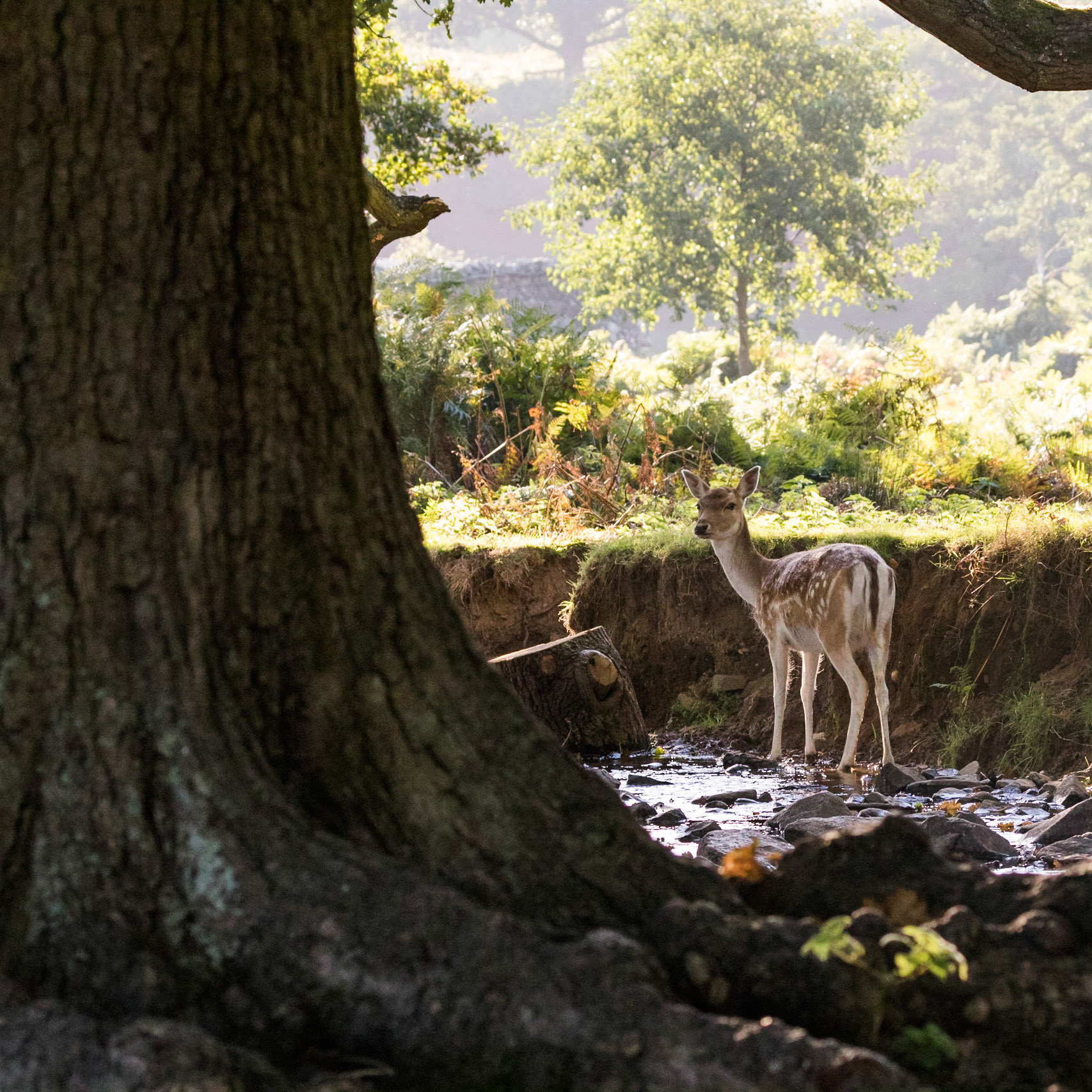 Fallow Deer