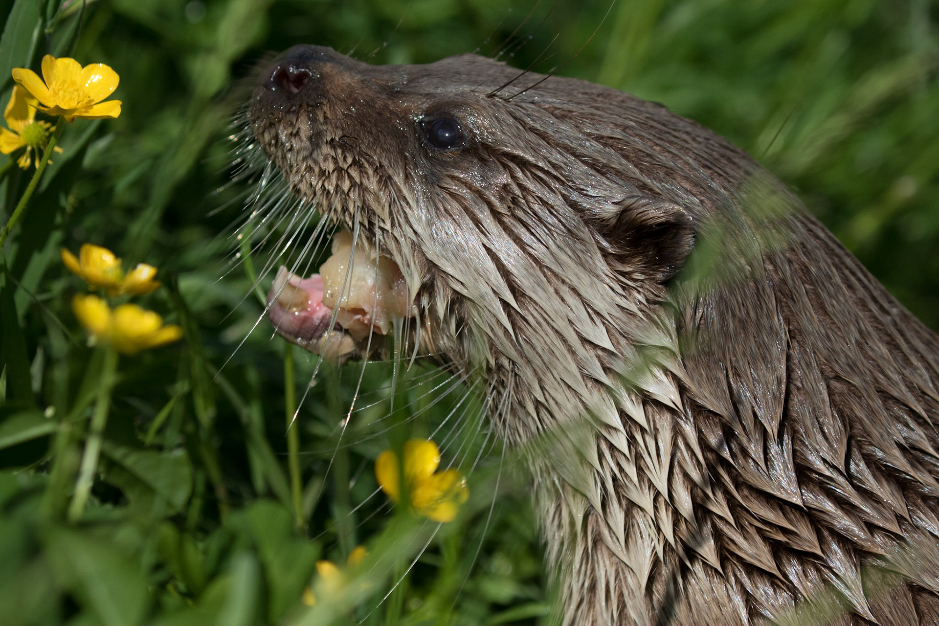 European Otter