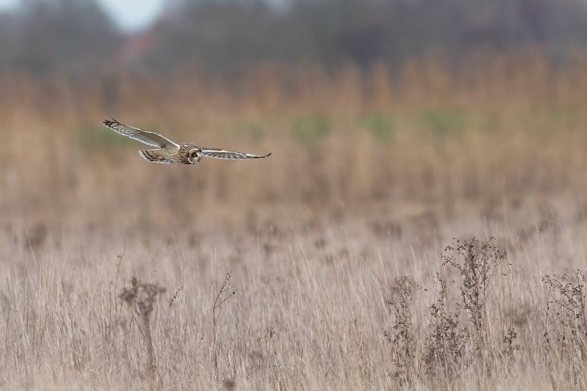 Short Eared Owl