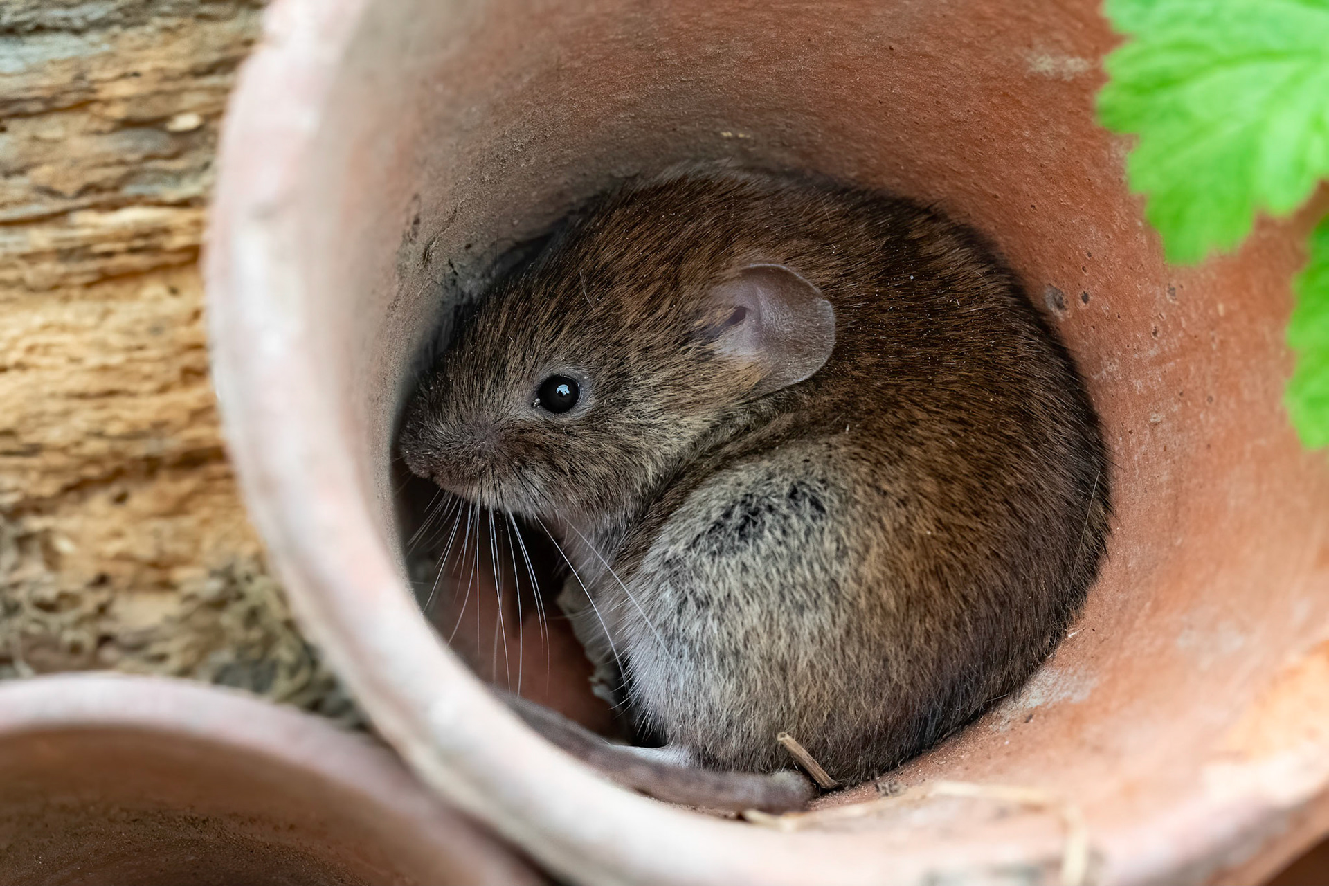 Bank Vole