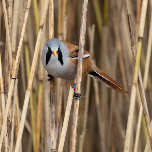Bearded Tit