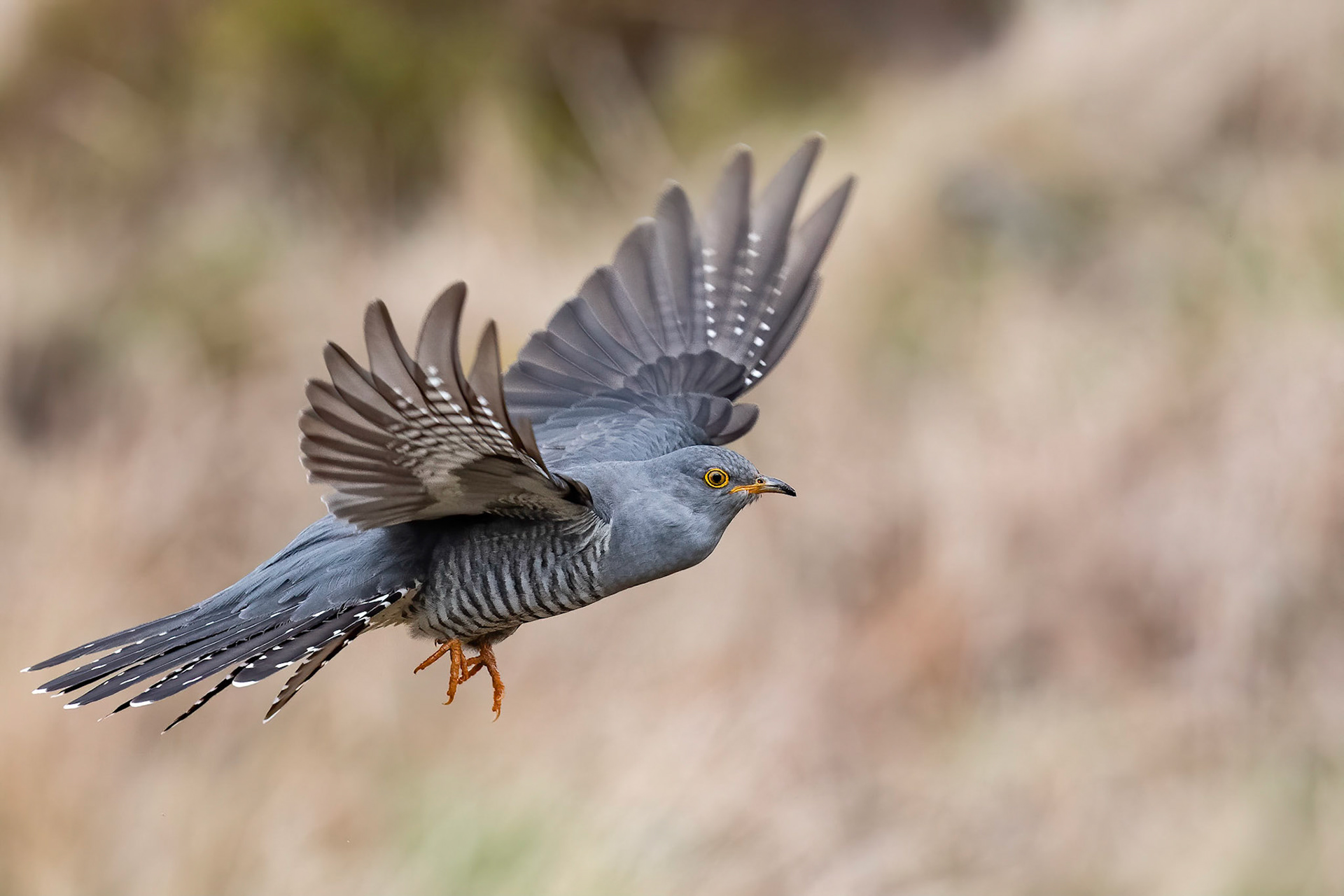 Cuckoo