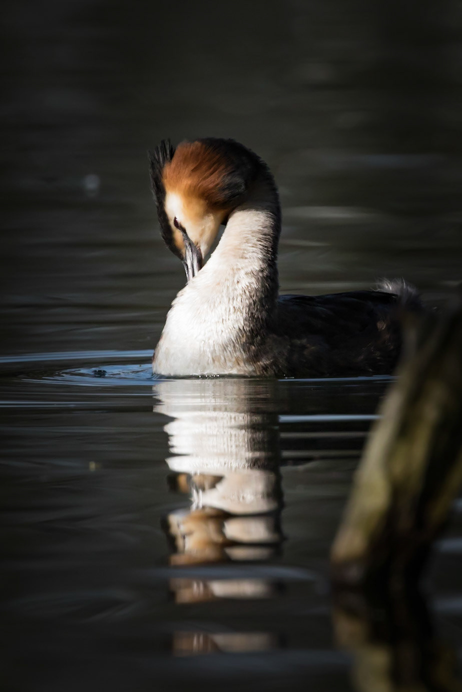 Great Crested Grebe