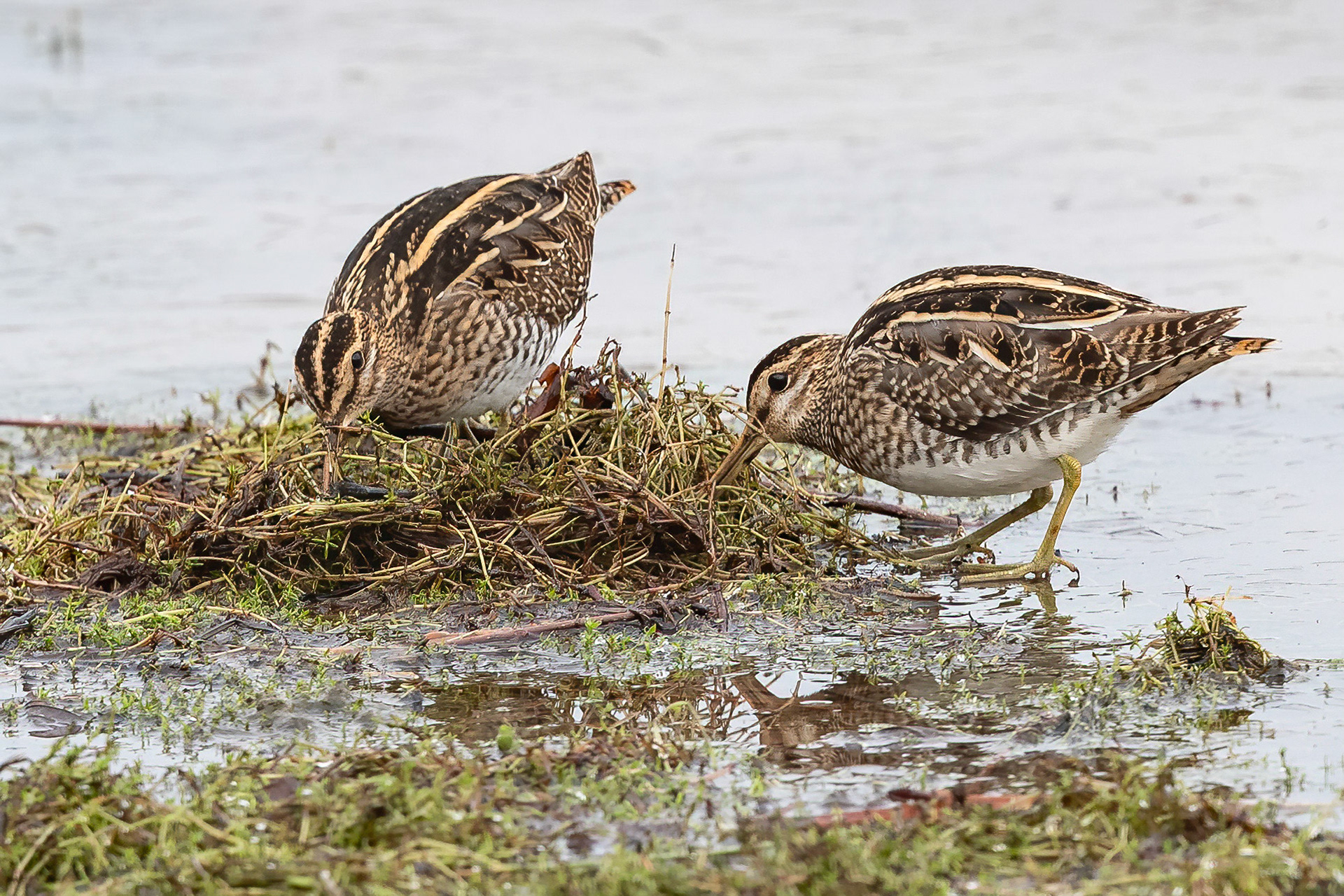 Snipe