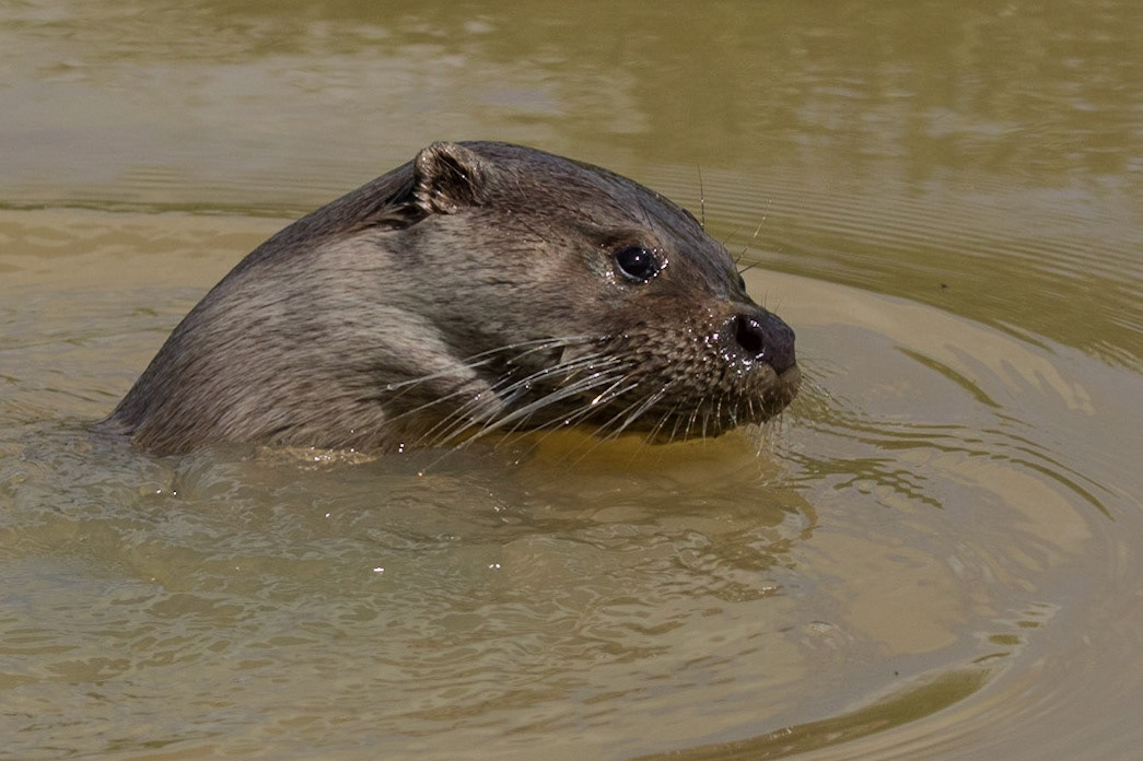 European Otter