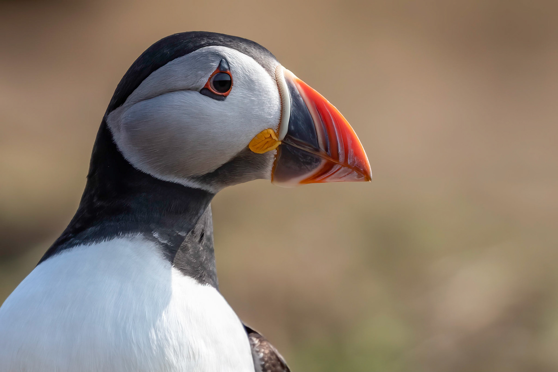Puffin
