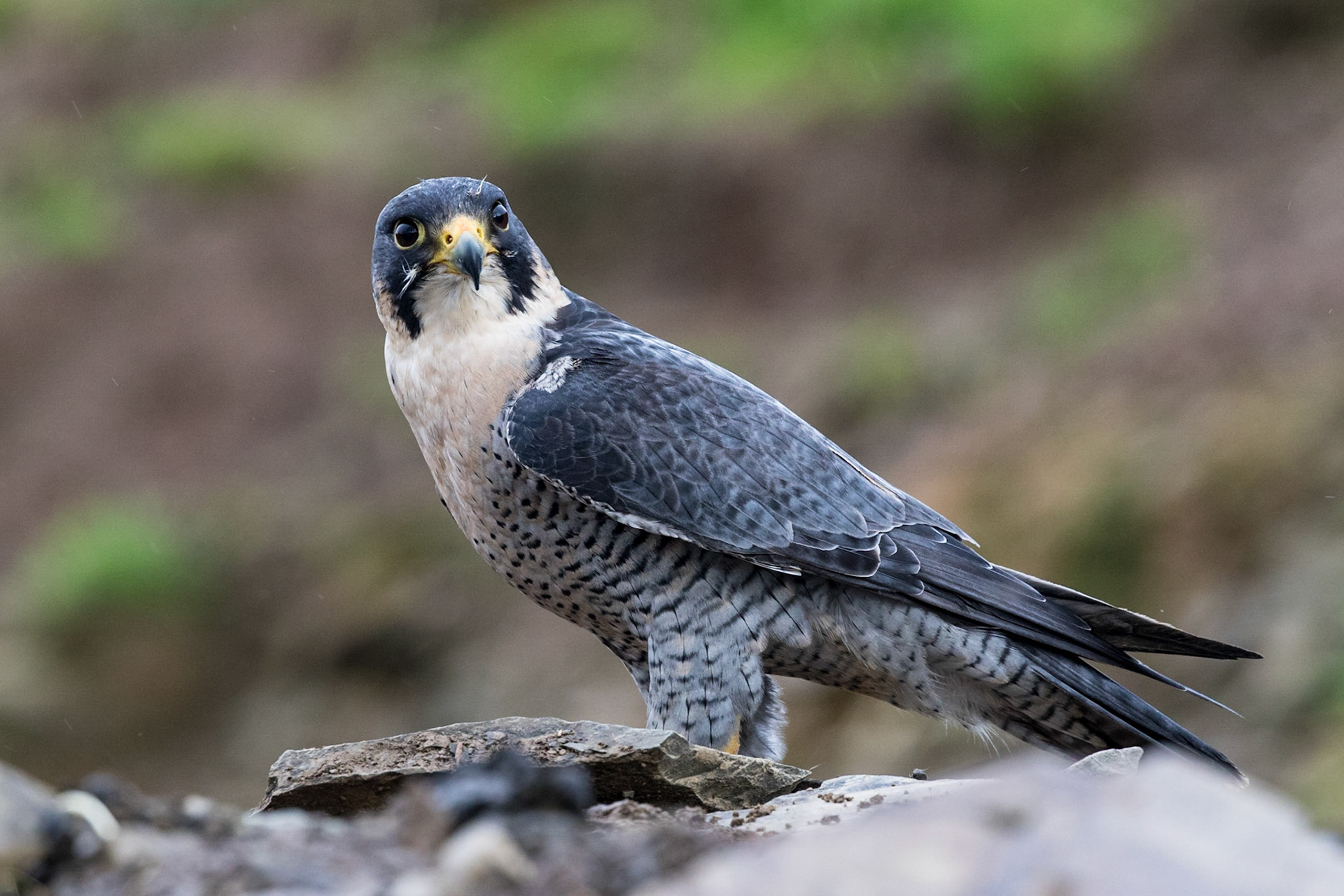 Peregrine Falcon