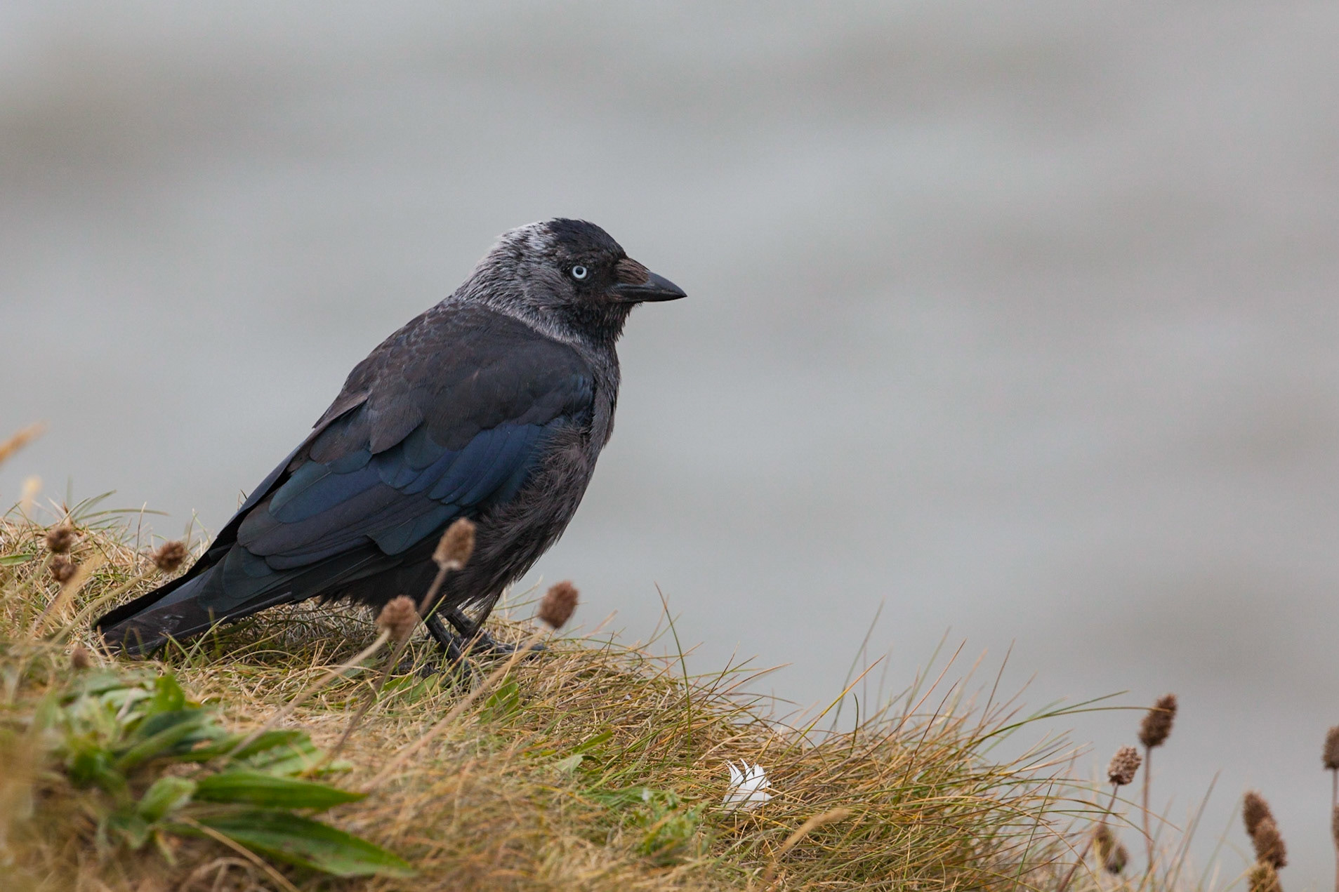 Jackdaw