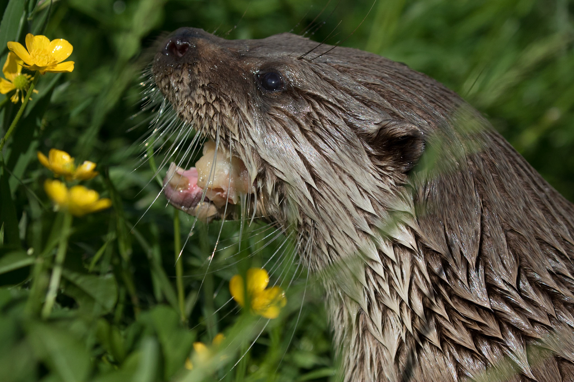 European Otter