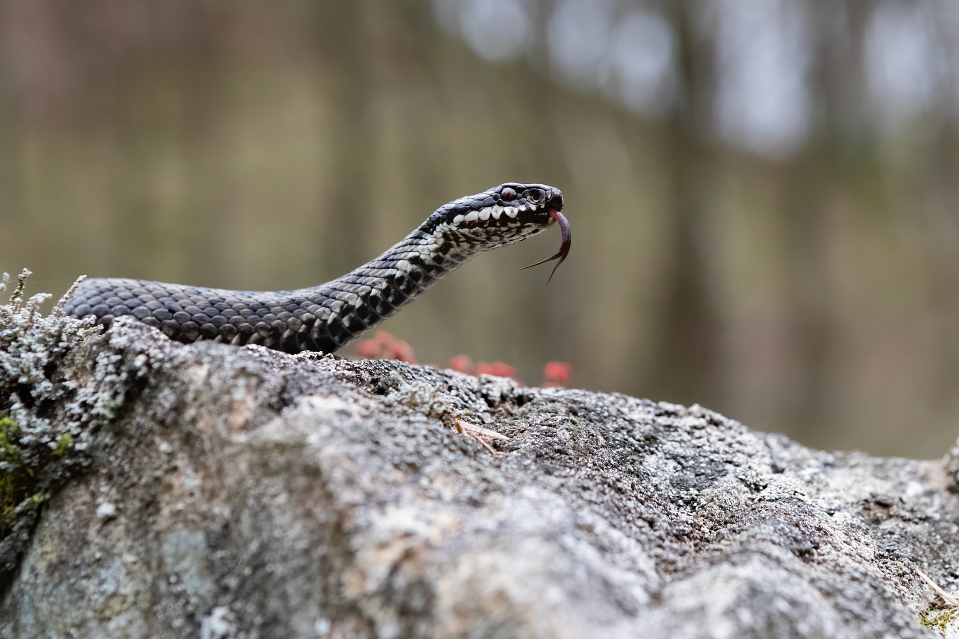 Adder