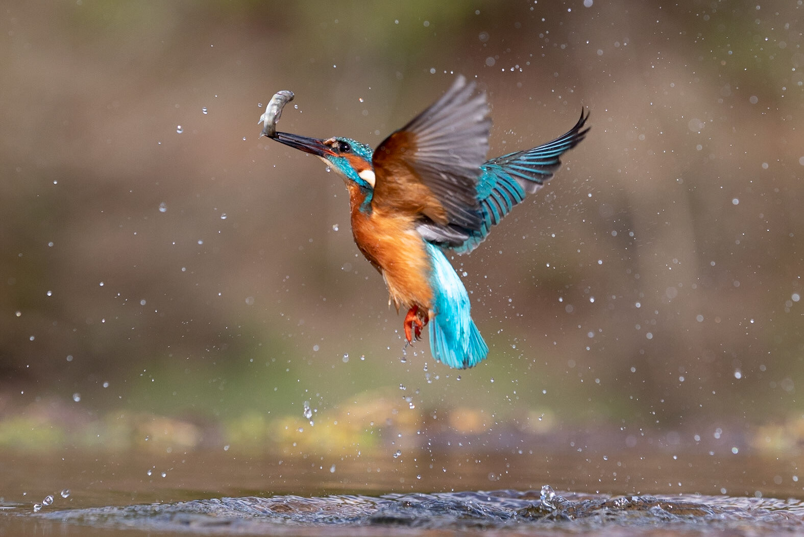 Kingfisher