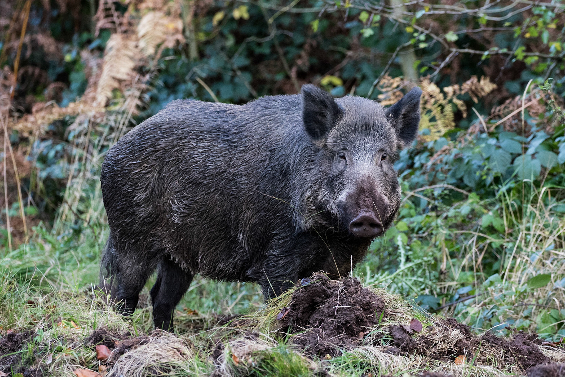 Wild Boar